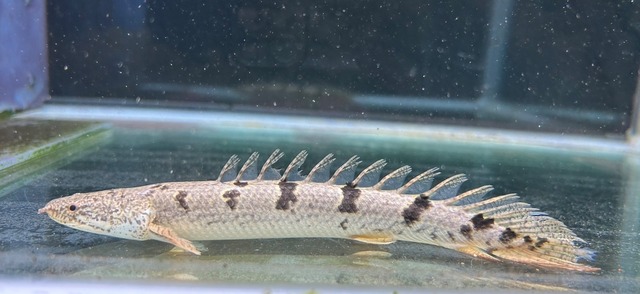 極上！ポリプ　デルヘッジ