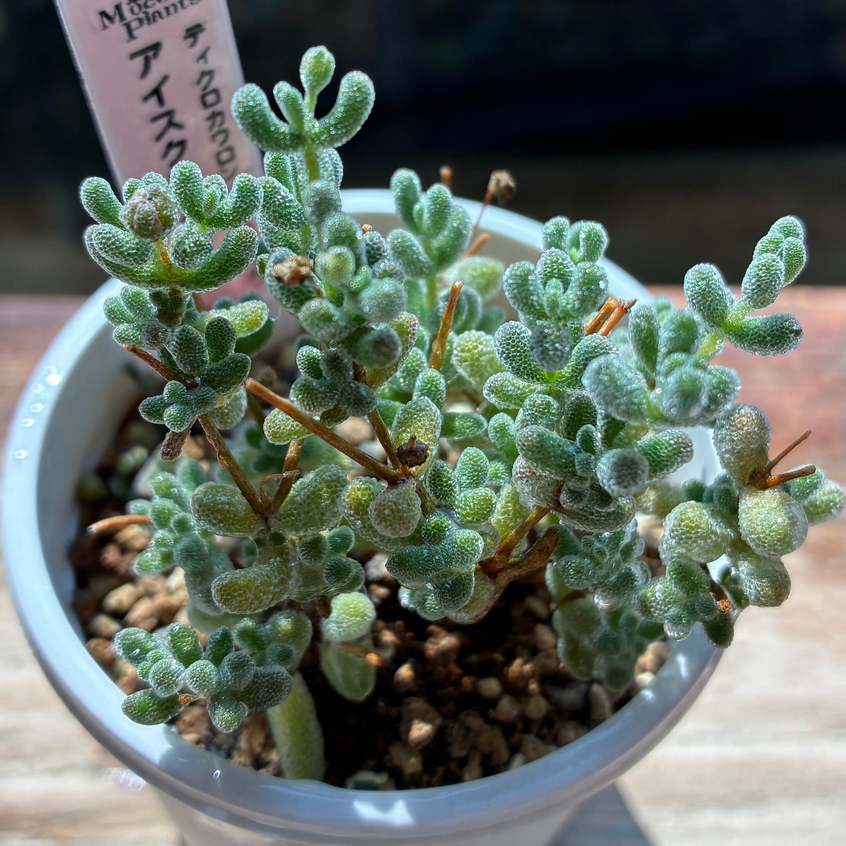 ディクロカウロン アイスクリスタル | mocono_plants