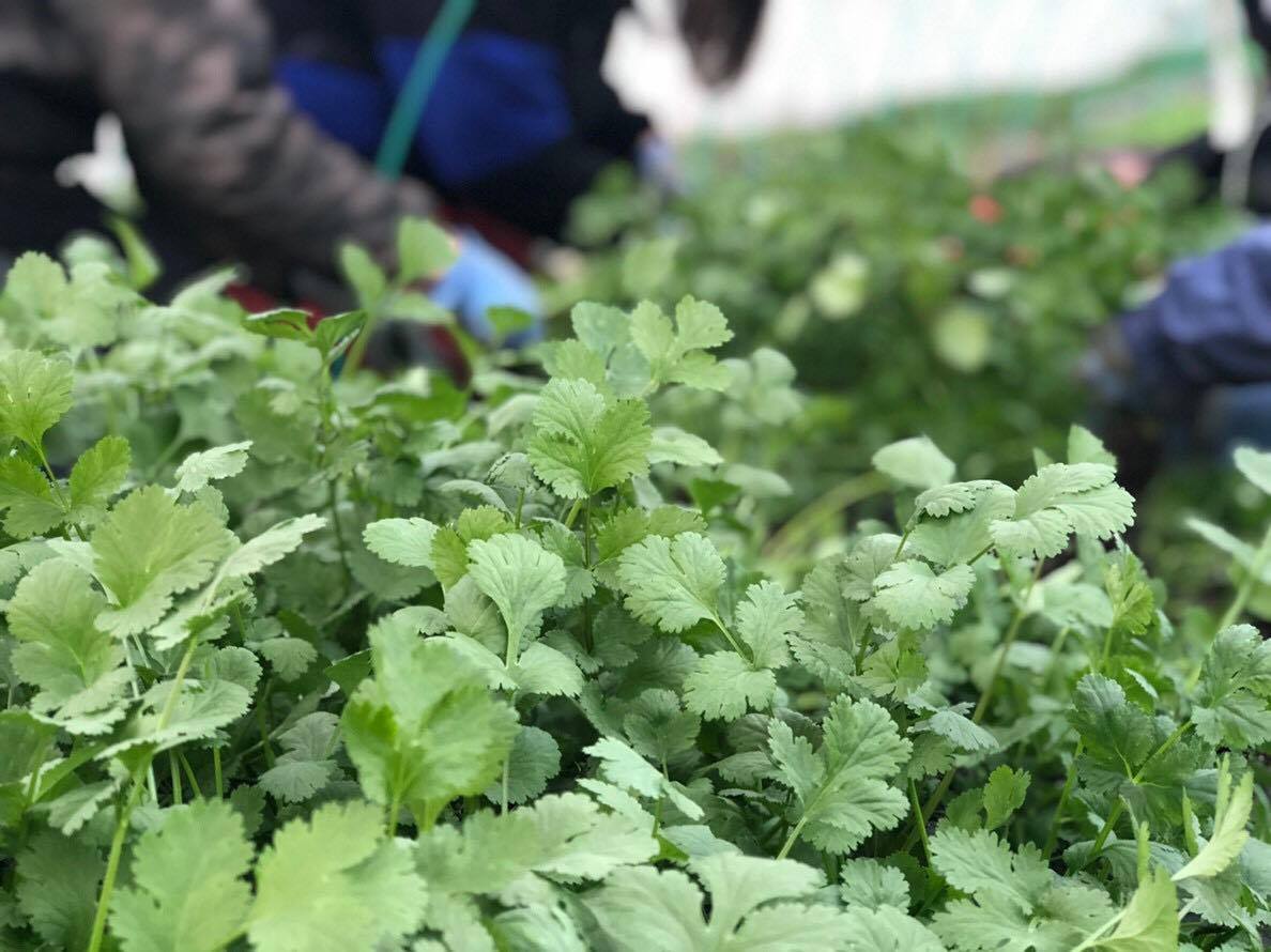 冷蔵 夢想農園のパクチー 100g Pia21shihoro