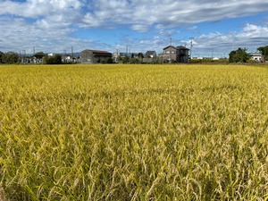 幻の米と名高い！岐阜県産ハツシモ 5kg 精米済 【令和5年産】