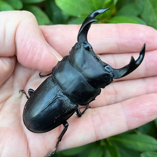 【美形・新成虫】山梨県甲斐市産オオクワガタペアCBF1個体(♂71mm) #7642