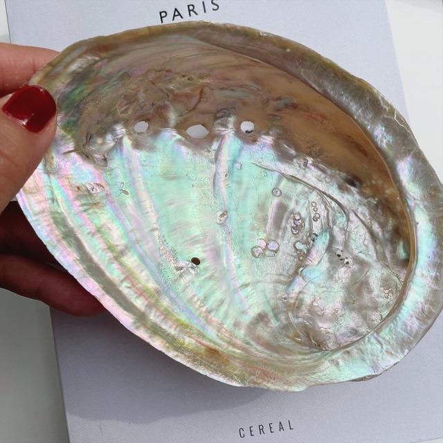 Avaron Shell (鹿児島県甑島産/ Large)