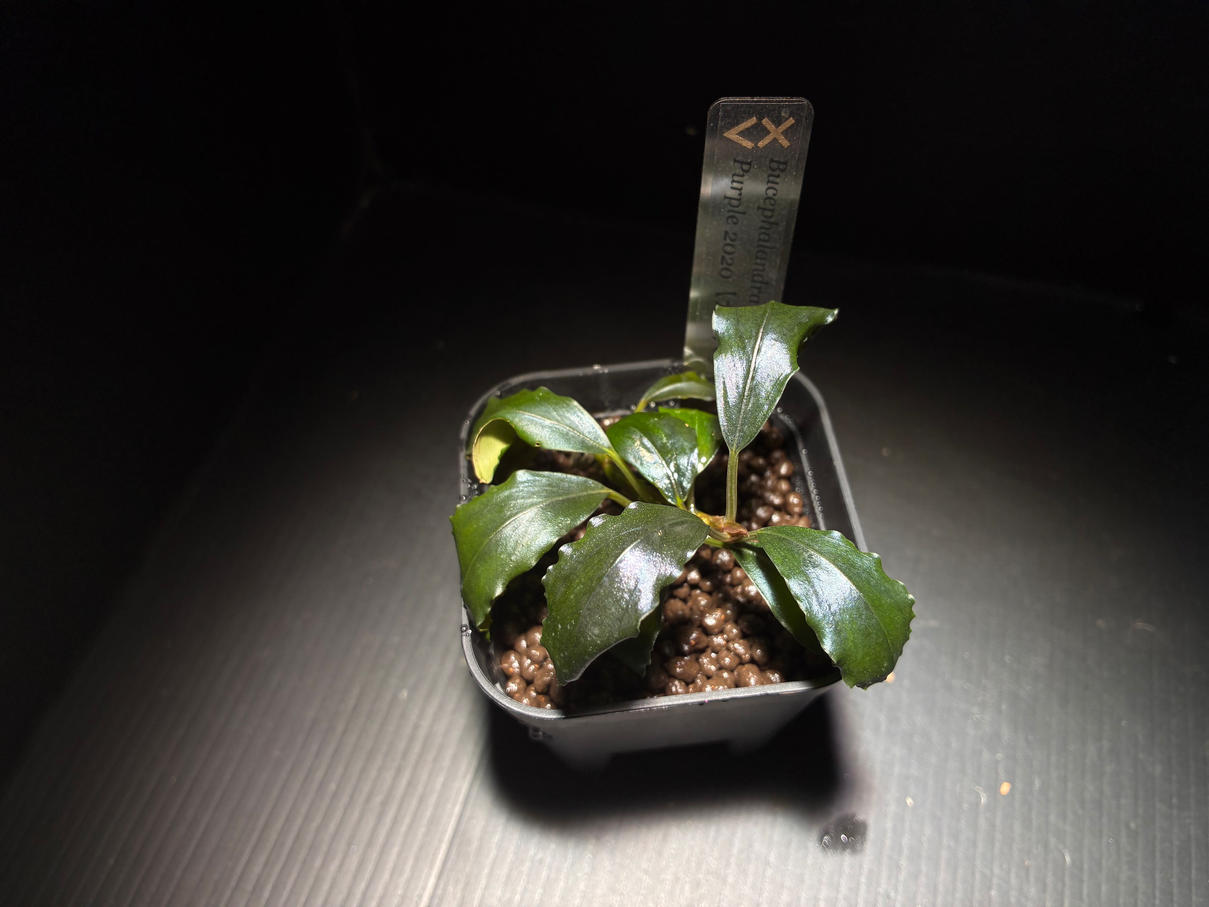 Furtadoa sp.