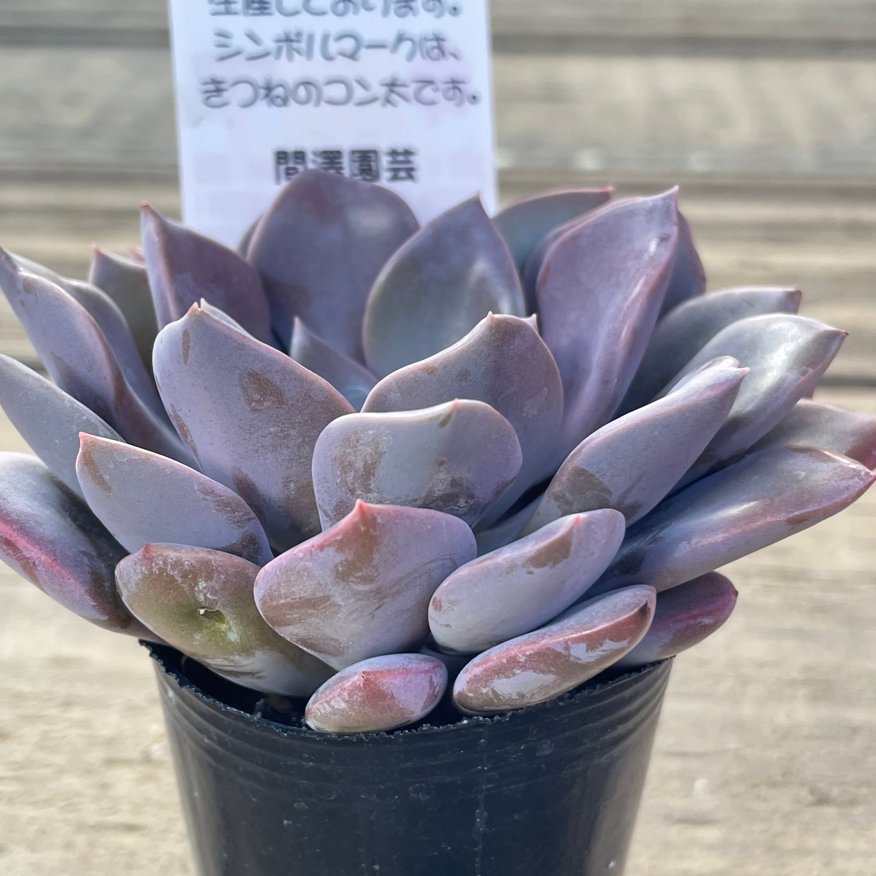 デビー | RuPo 多肉植物専門店