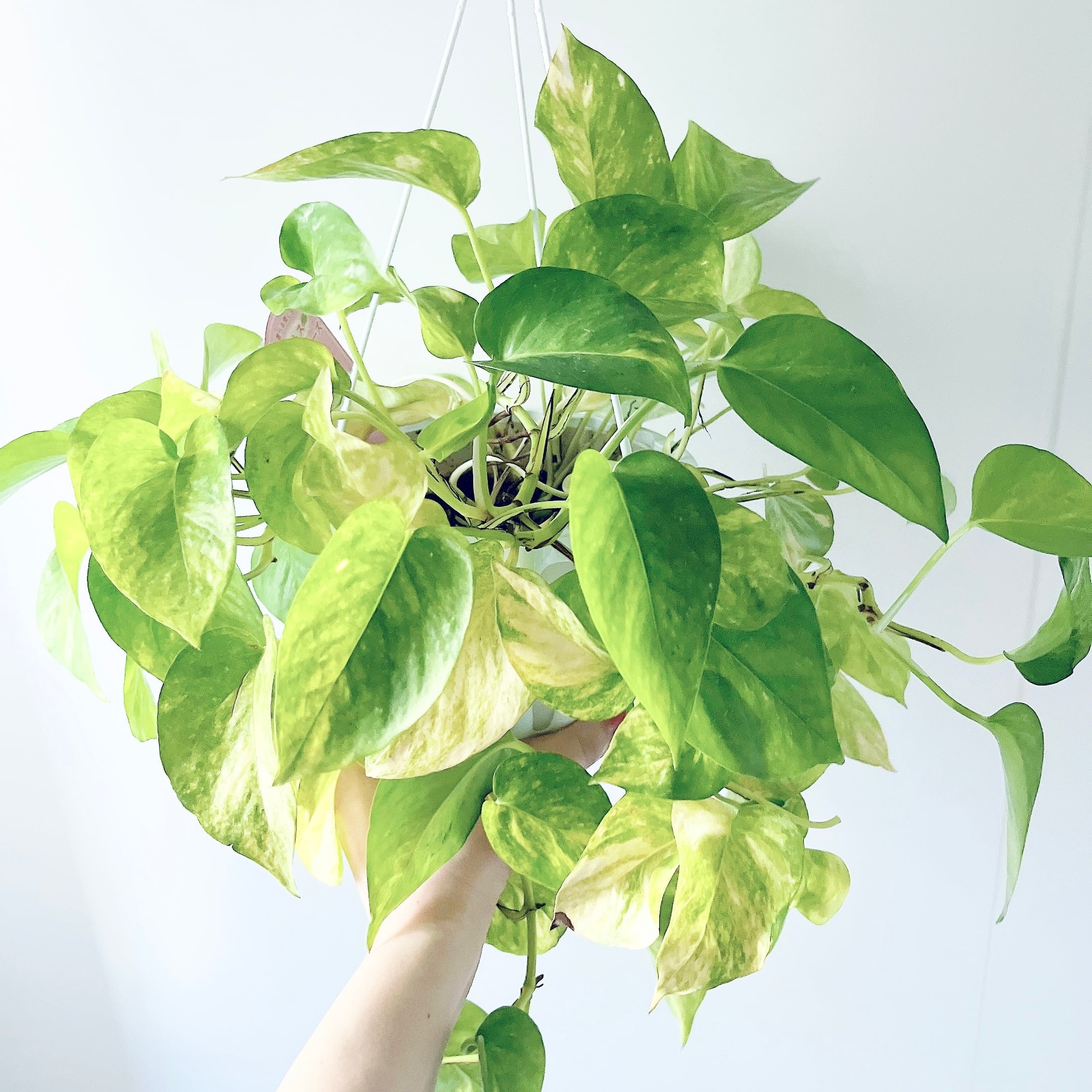お部屋を明るく ポトス テルノマドンナ 観葉植物 calm cafe | calm