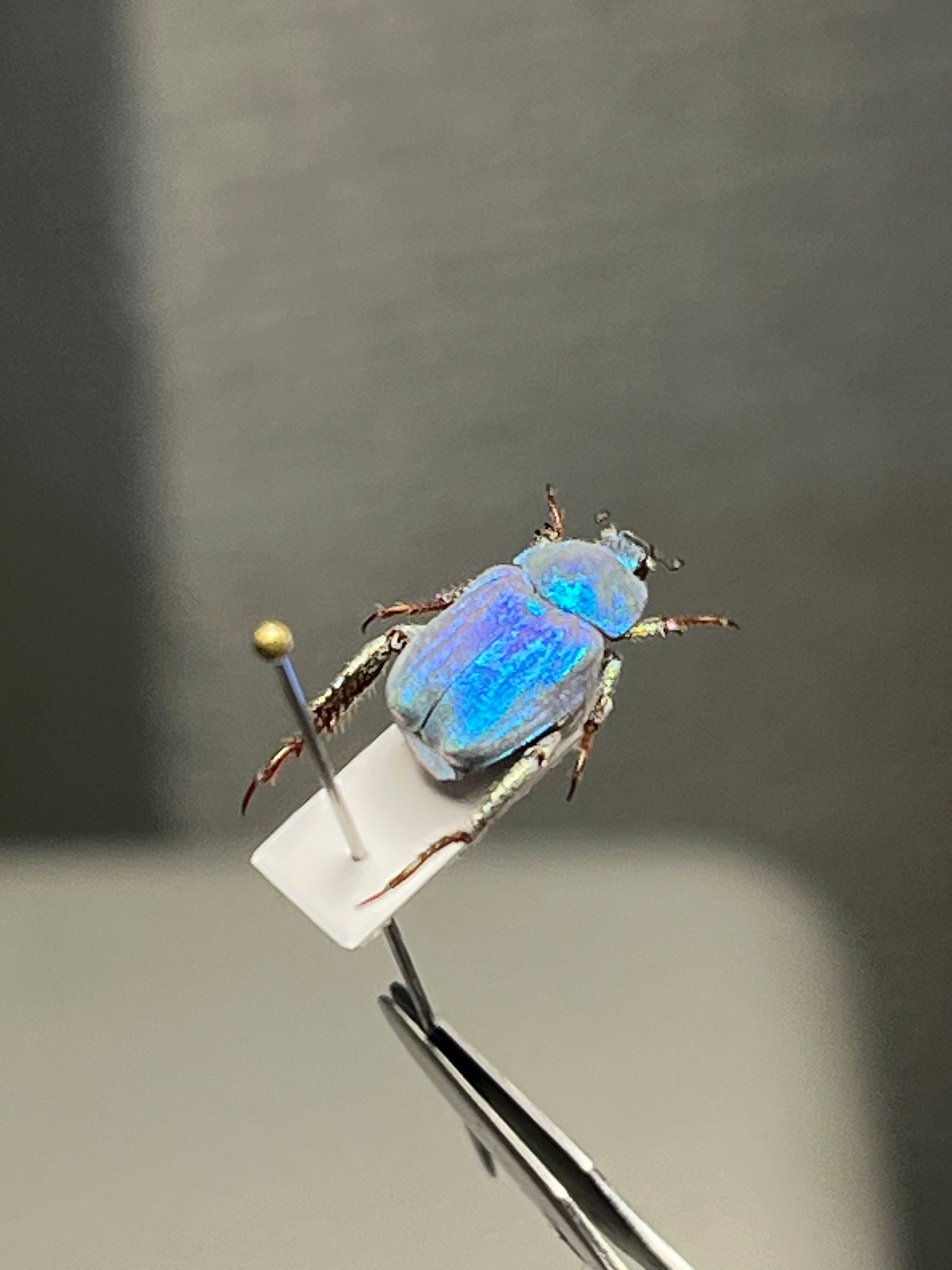 9mm】シンジュアシナガコガネ 標本 ブルースカラベ プラチナコガネ