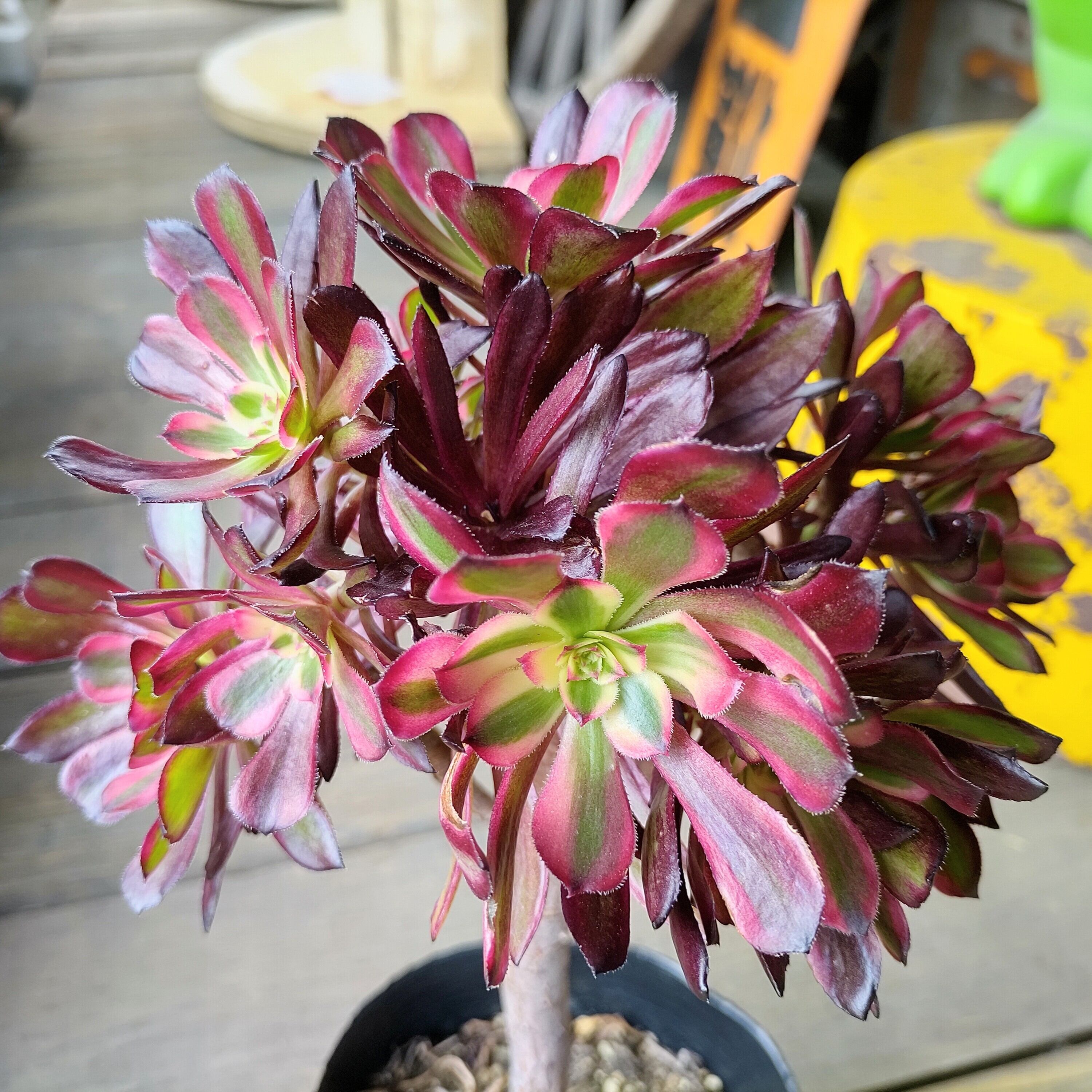 アエオニウム モランディ親株 ボールみたいになった多頭アエオニウム＆昔懐かしい品種(*Ü