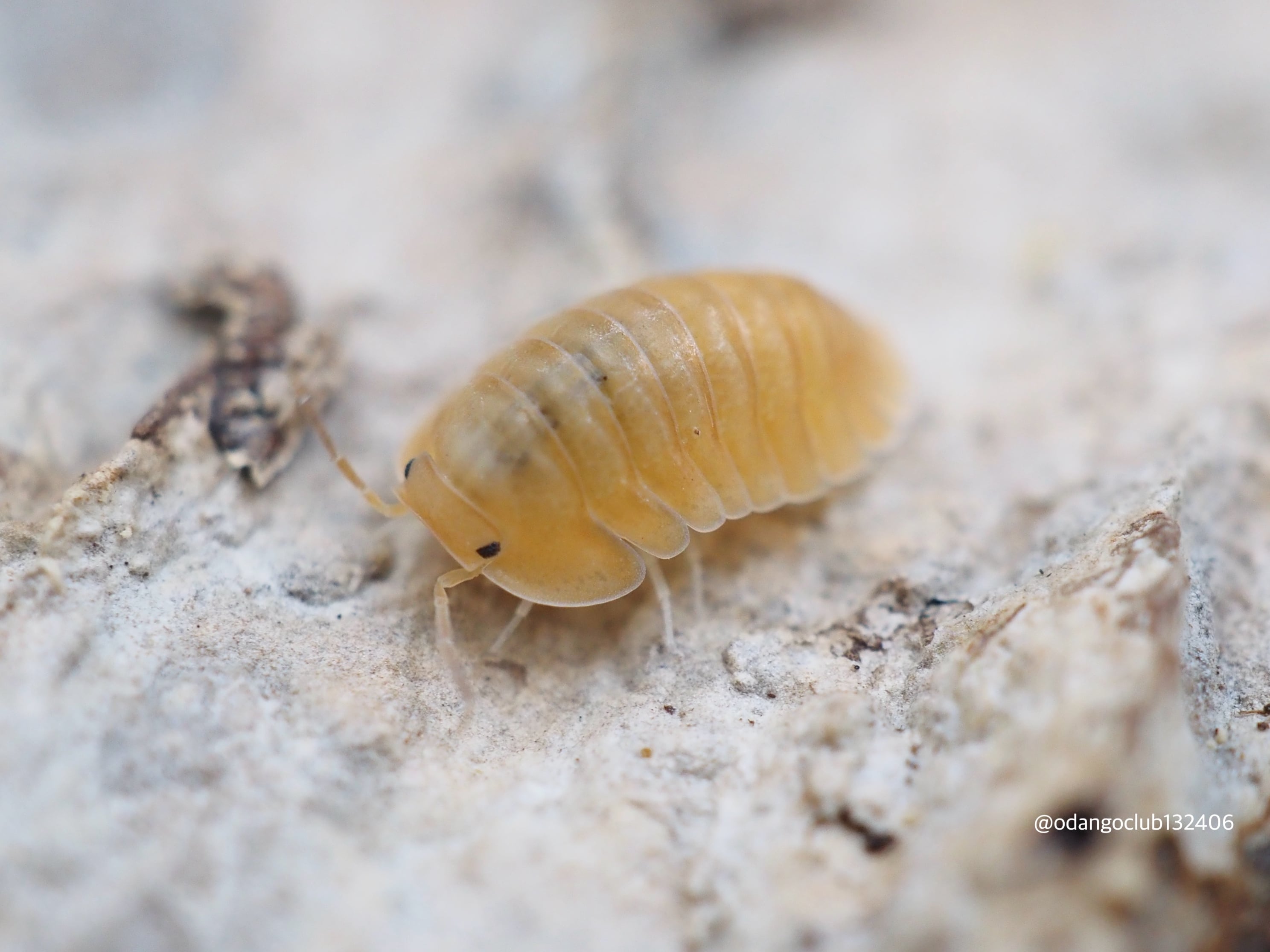 オレンジフリージー 5匹 ダンゴムシ | おだんごくらぶ