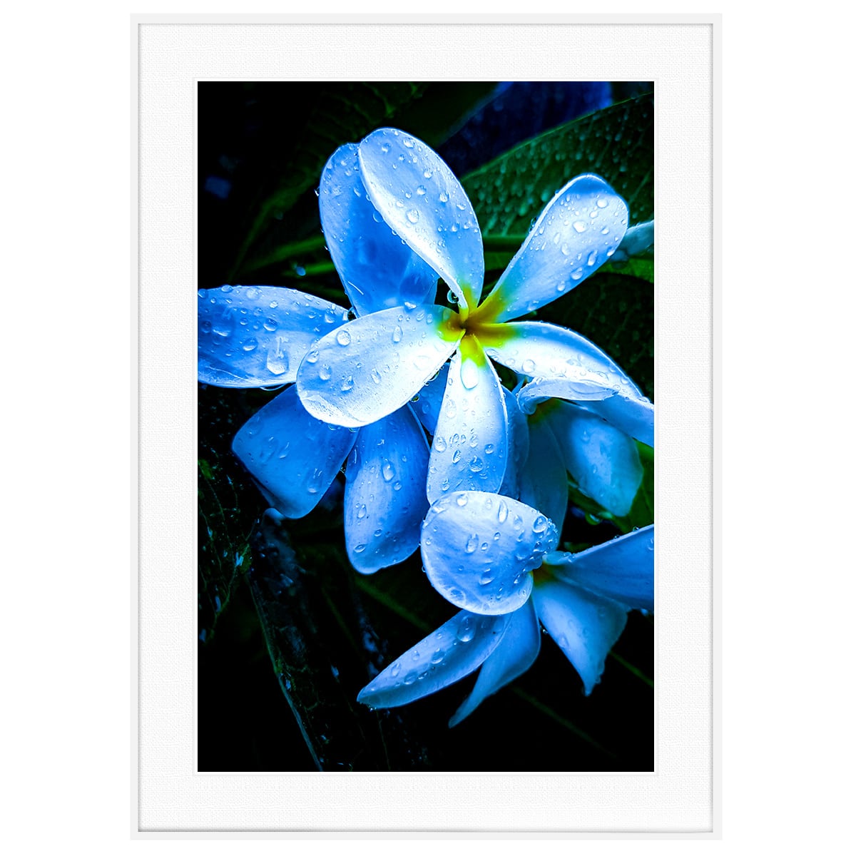 プルメリア様 2fee2262fb5f1ec10227de8809bc89