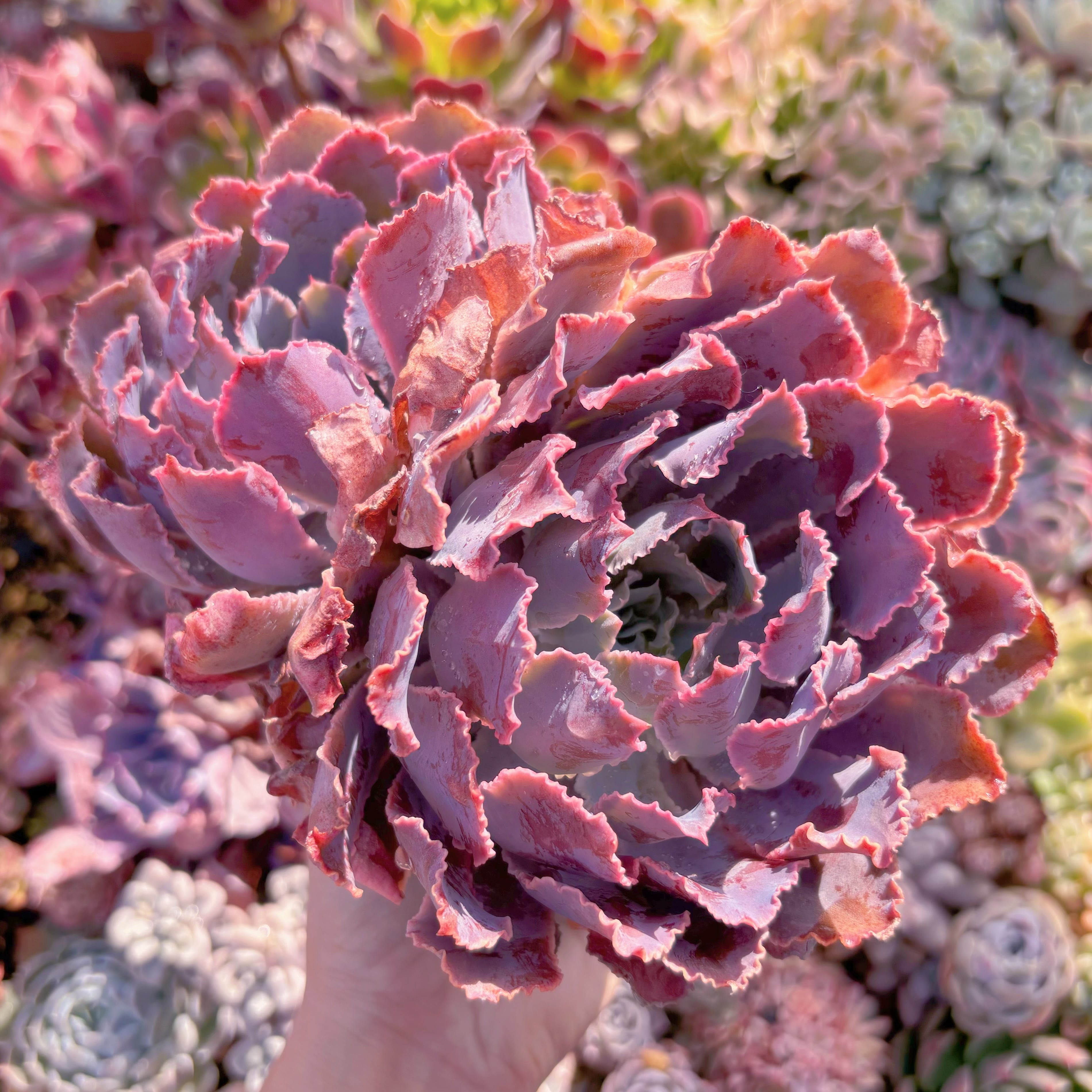 現品　シャビアナ#518　大群生　るる農園