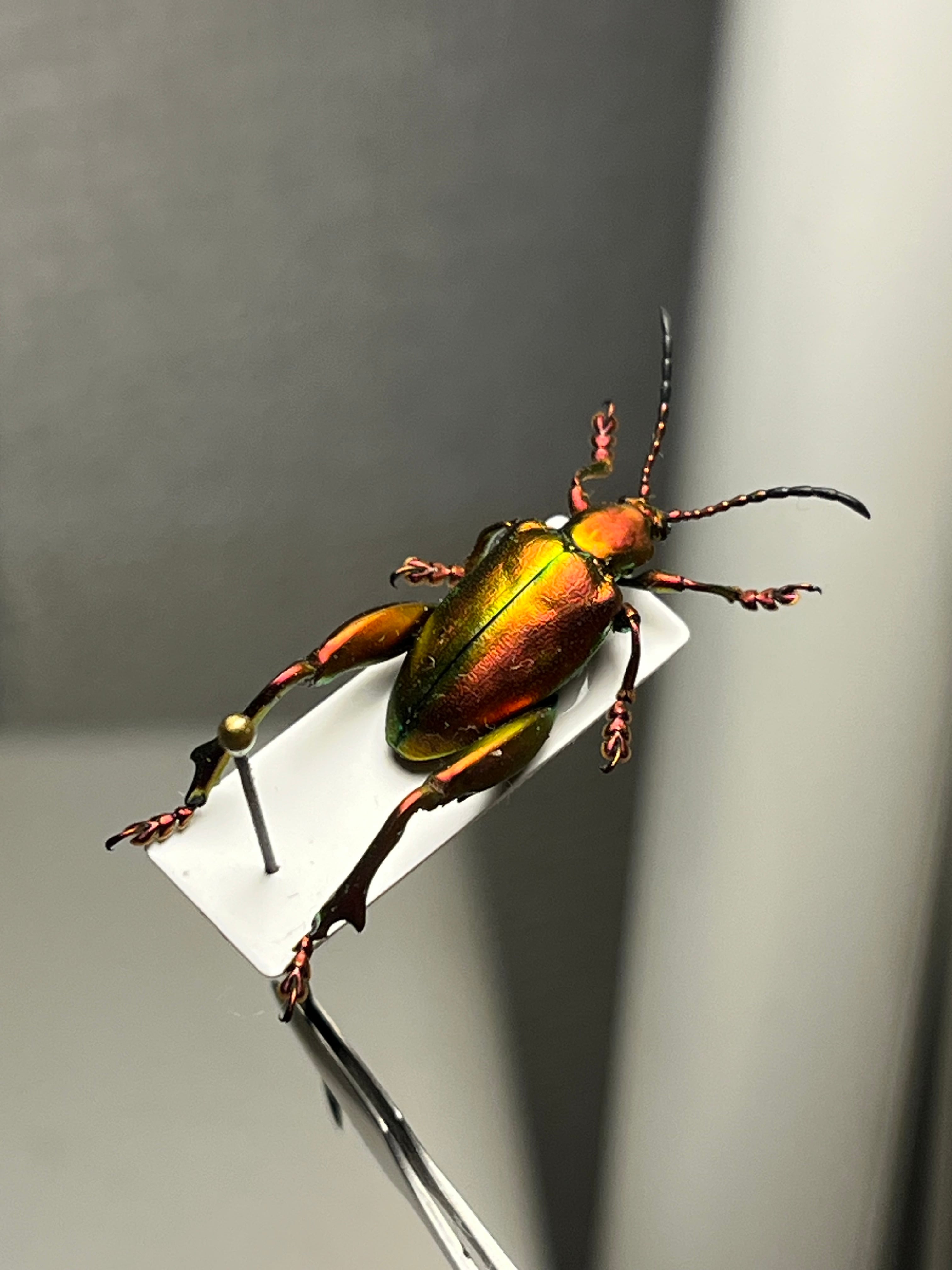 Theraphosinae sp.magmaタランチュラLS4cm程 ムカデセンチピード