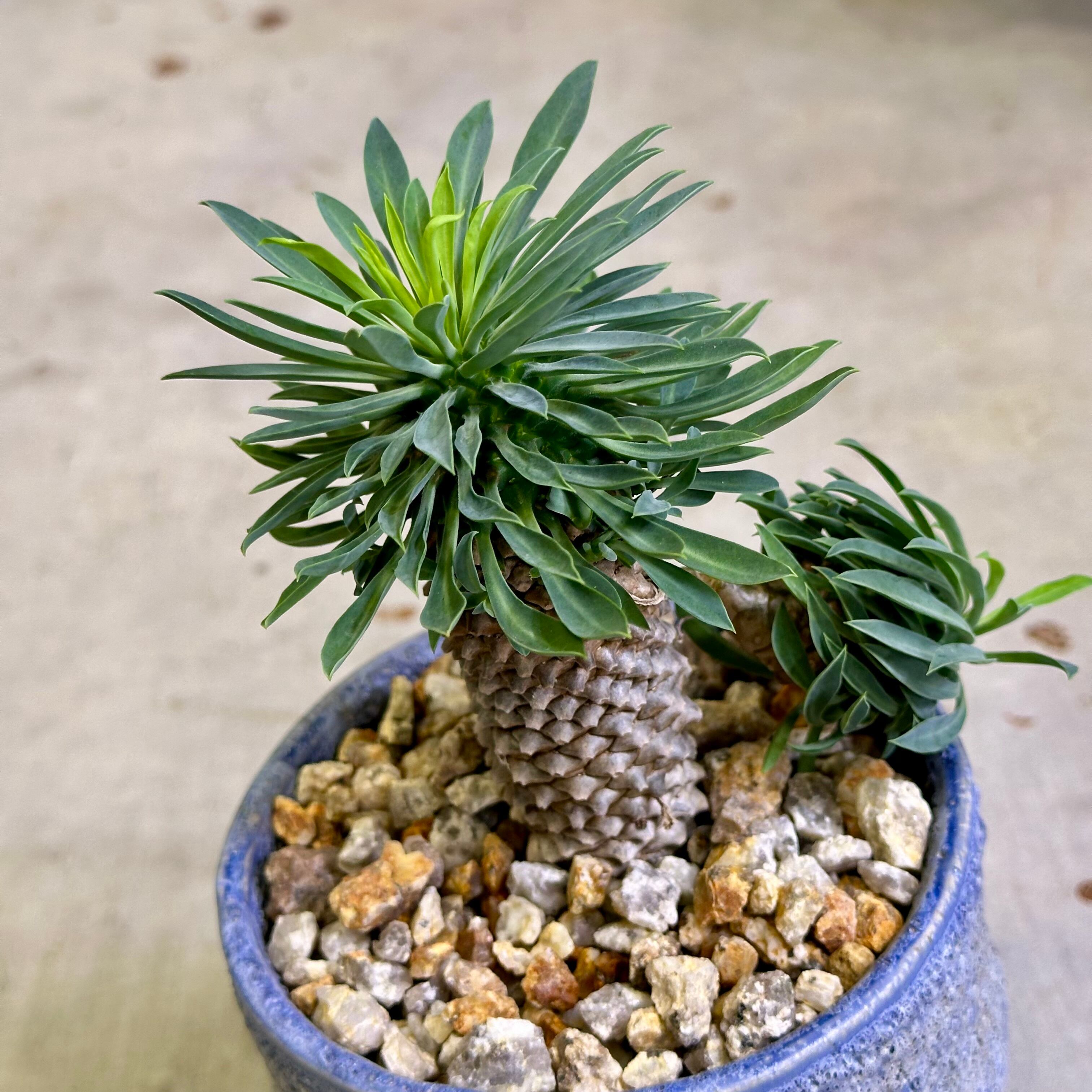 パイナップルコーン（ソテツキリン） | barrelplants_BONSAI