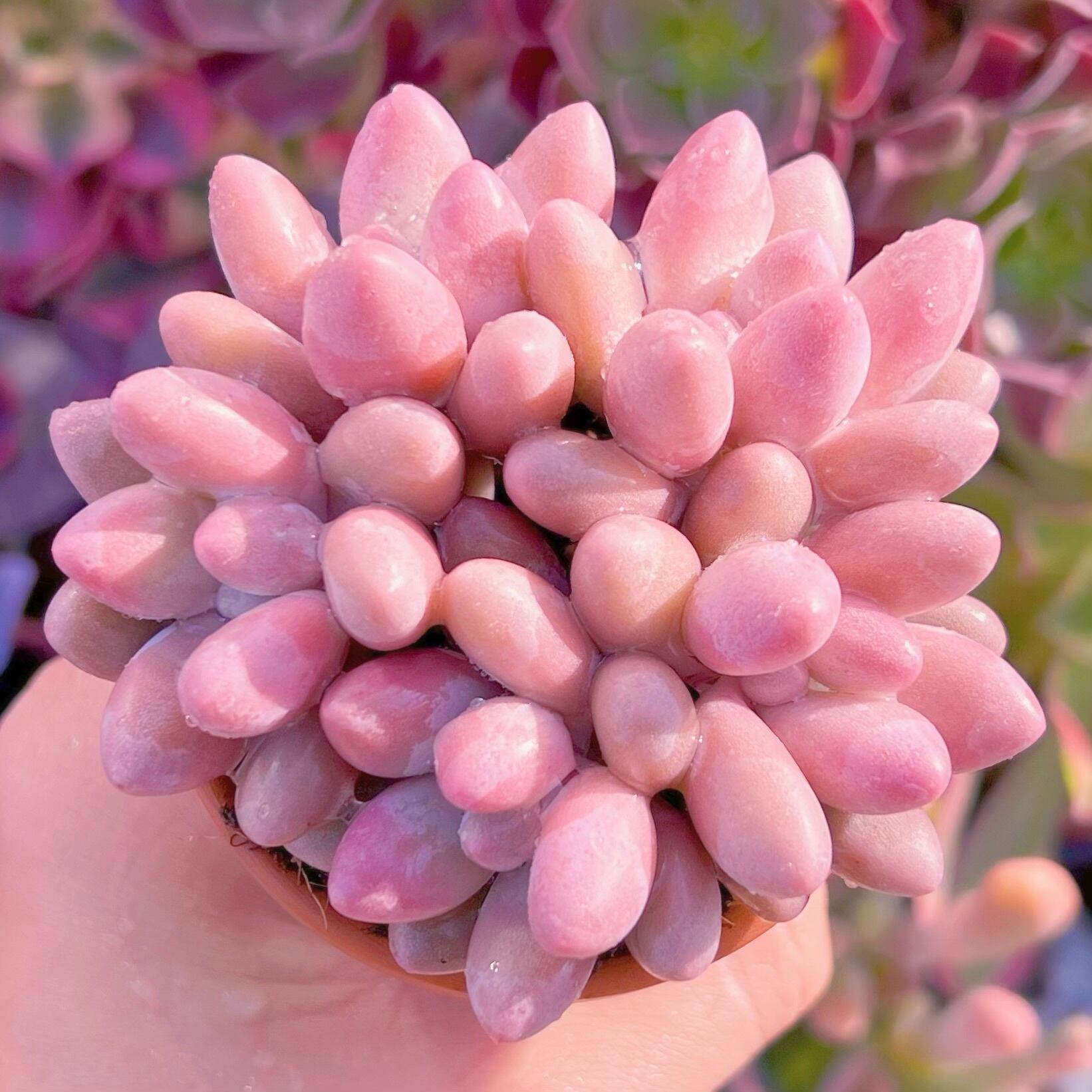多肉植物 ビューティーフィンガー 群生 新入荷 るる農園 | PAY ID