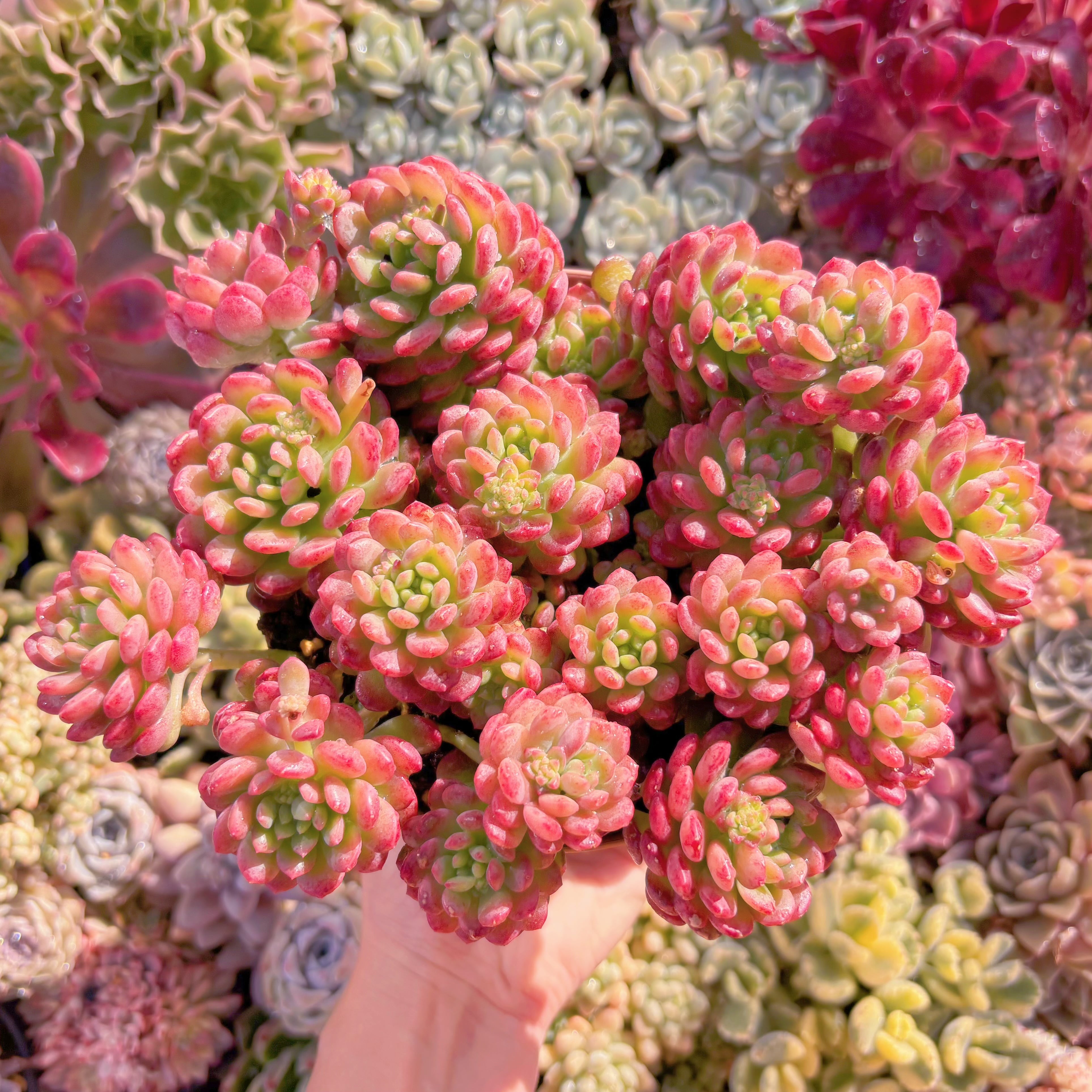 現品　コルネット#622　特大群生　るる農園