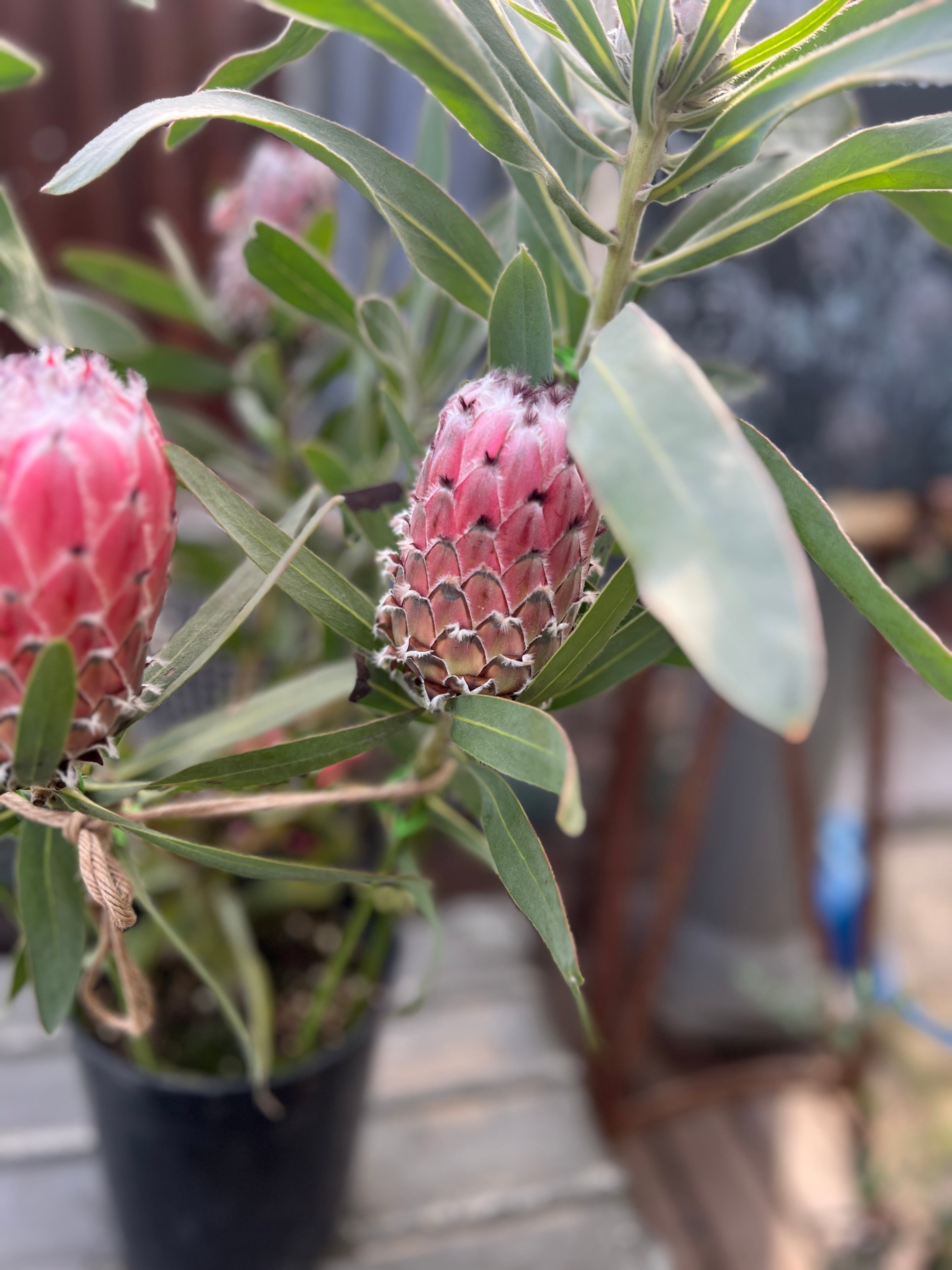 2fef93e14f5749f1bae699eedbe775