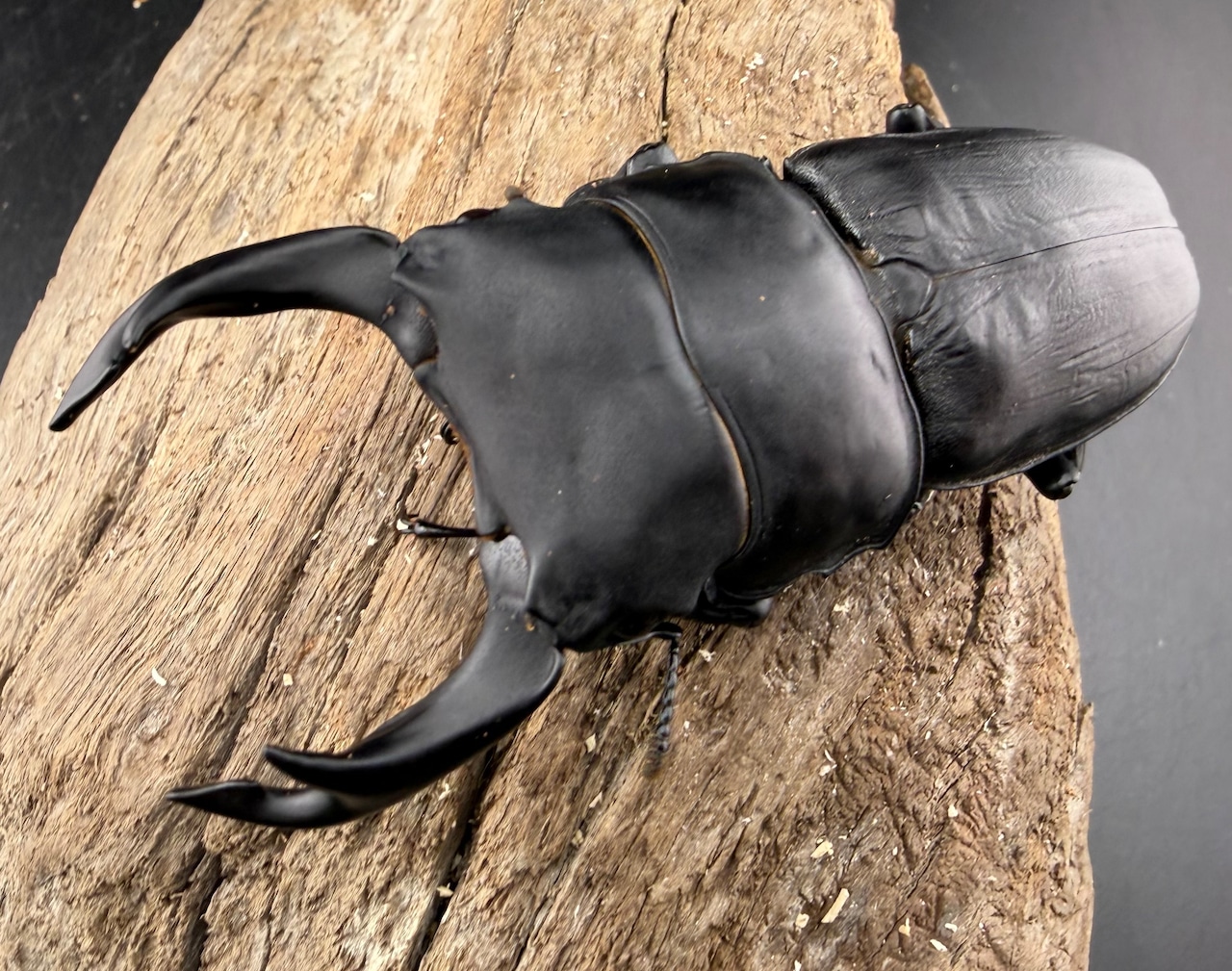 《オオクワガタ 久留米血統 83.5mm ペア》