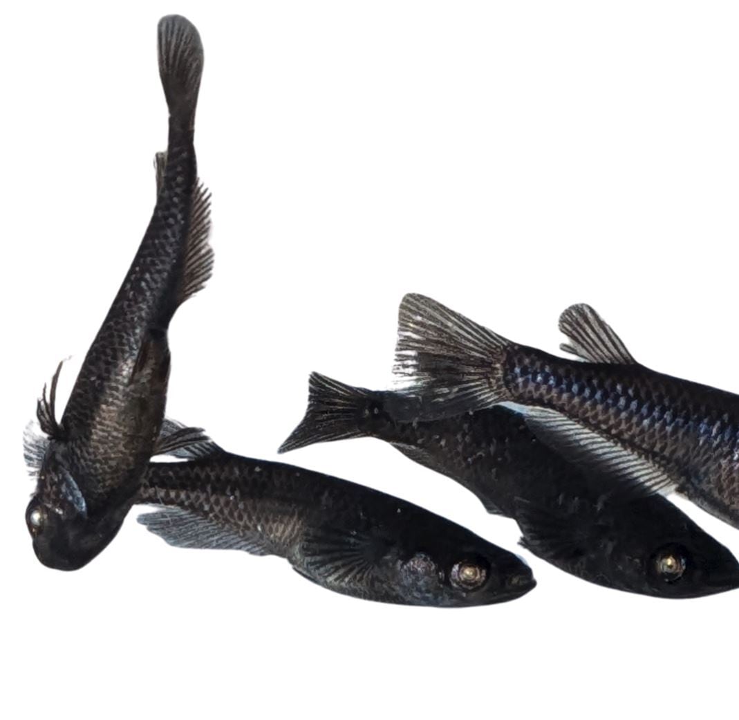 ブラックジュエリーアースアイ 稚魚7保証3匹追加 メダカ水槽 メダカ