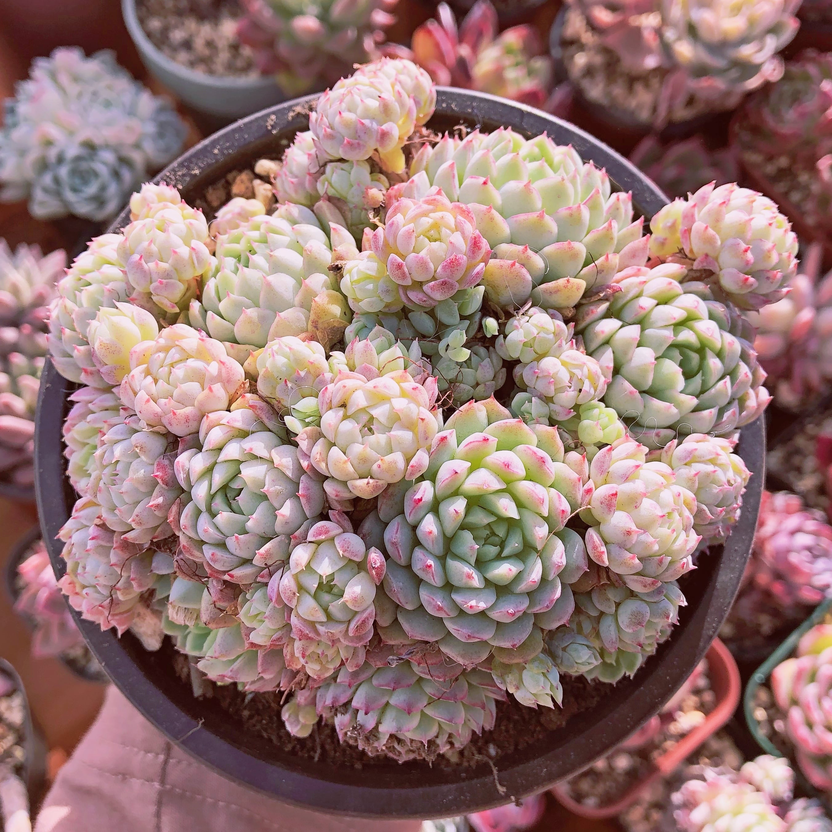 多肉植物　バターボール　多頭　特大群生　