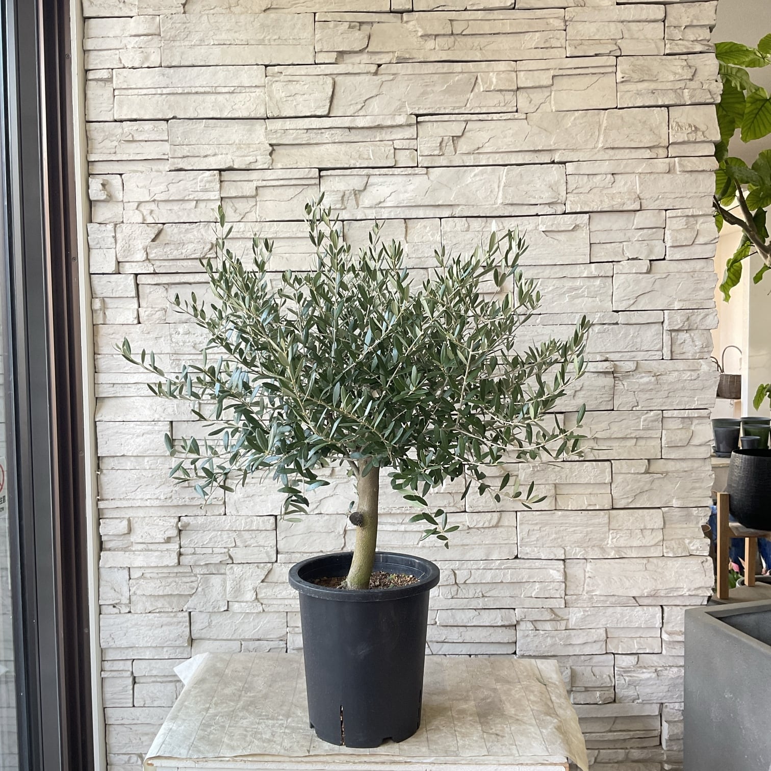 送料無料】【souju】香川県産オリーブの木 ネバディロブランコ 8寸鉢