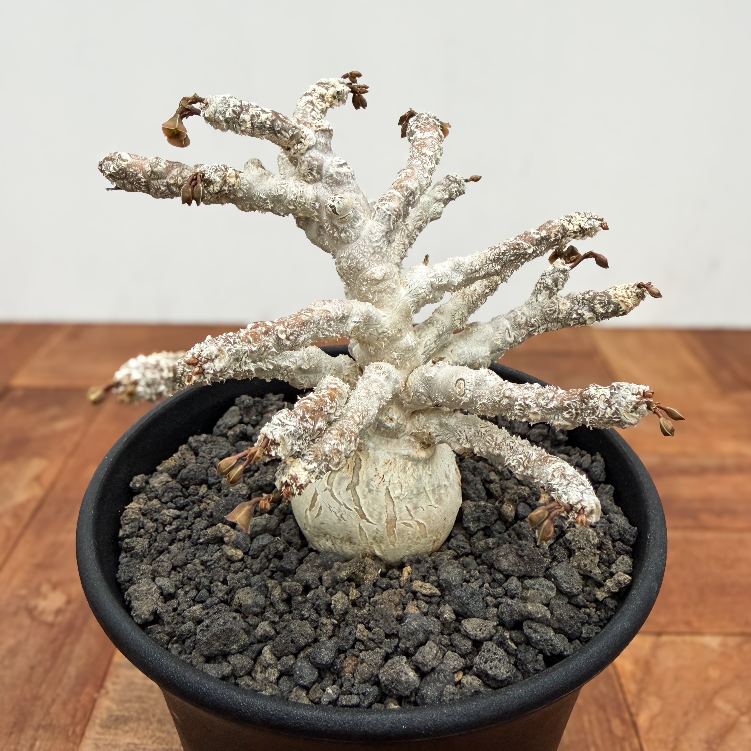ユーフォルビア アンボボンベンシス 厳選 コレクション株 Euphorbia ambovombensis【ユーフォルビア・アンボボンベンシス