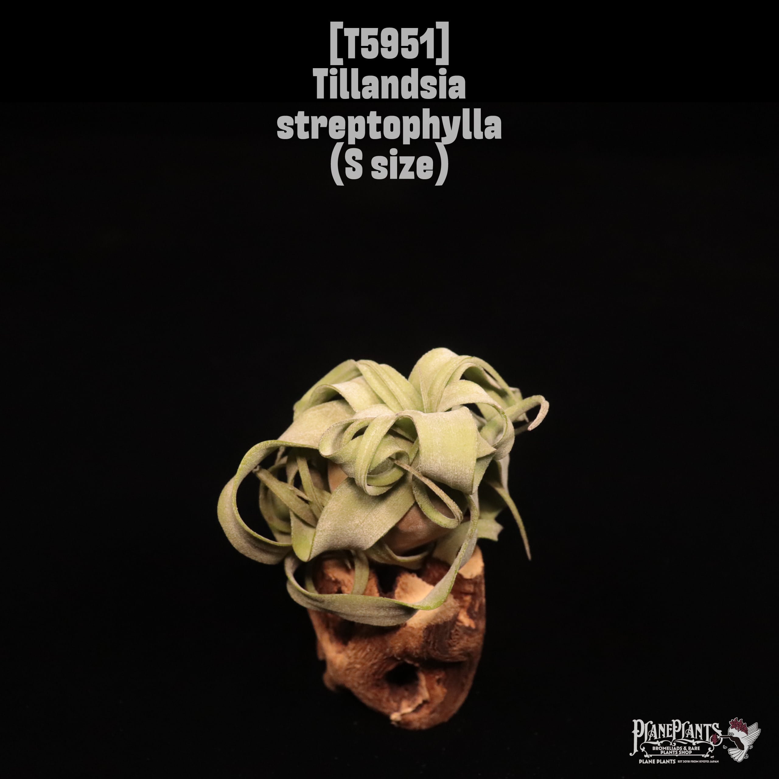 Tillandsia streptophylla S〔ティランジア〕T5951