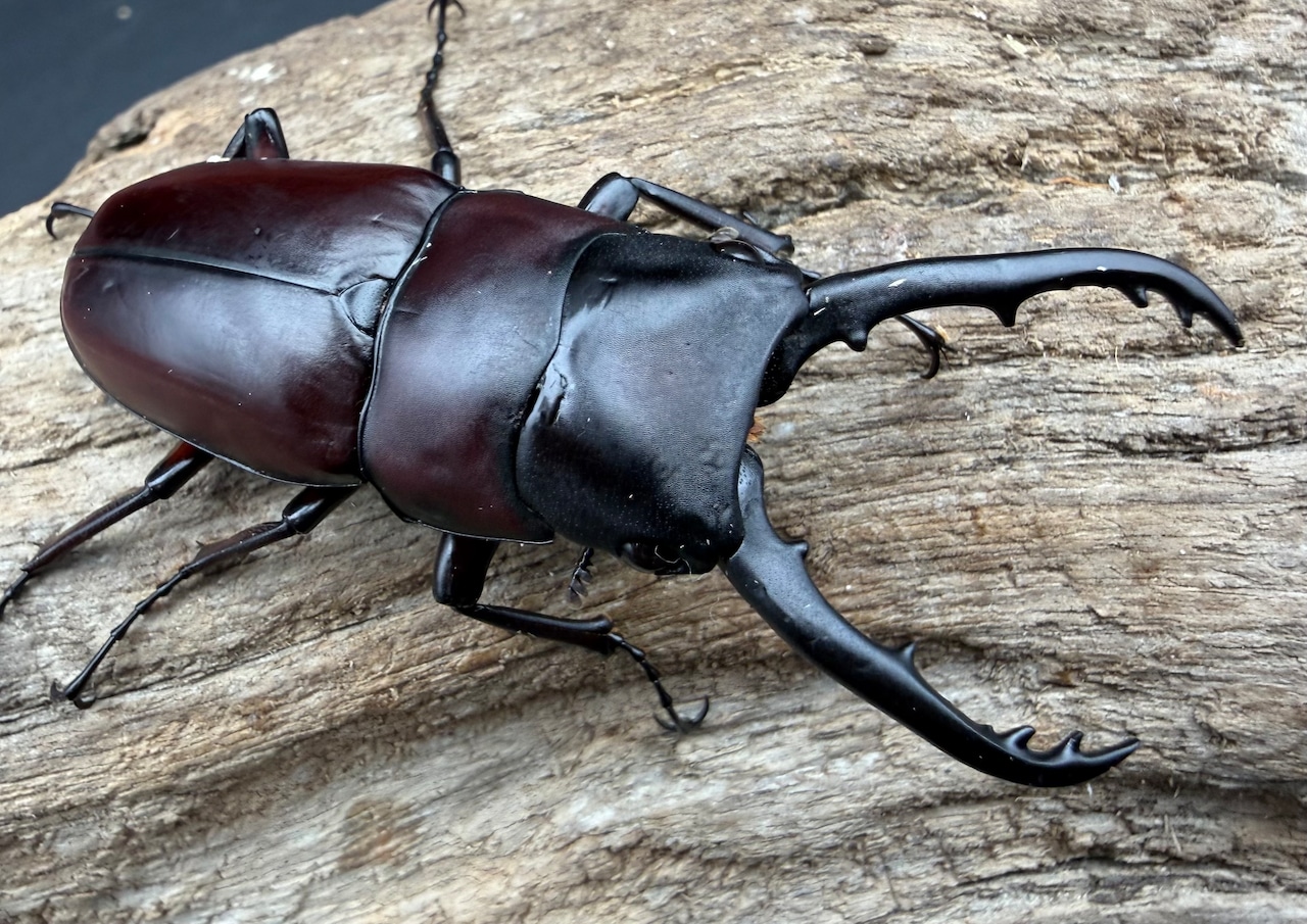 【WD】《ドルサリスノコギリ亜種hiromii ペレン島産 58mm ペア》