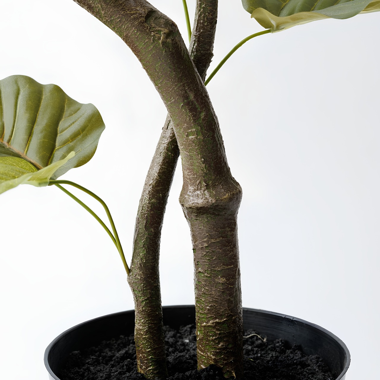 ウンベラータ曲がり 150㎝［人工観葉植物・フェイクグリーンT］