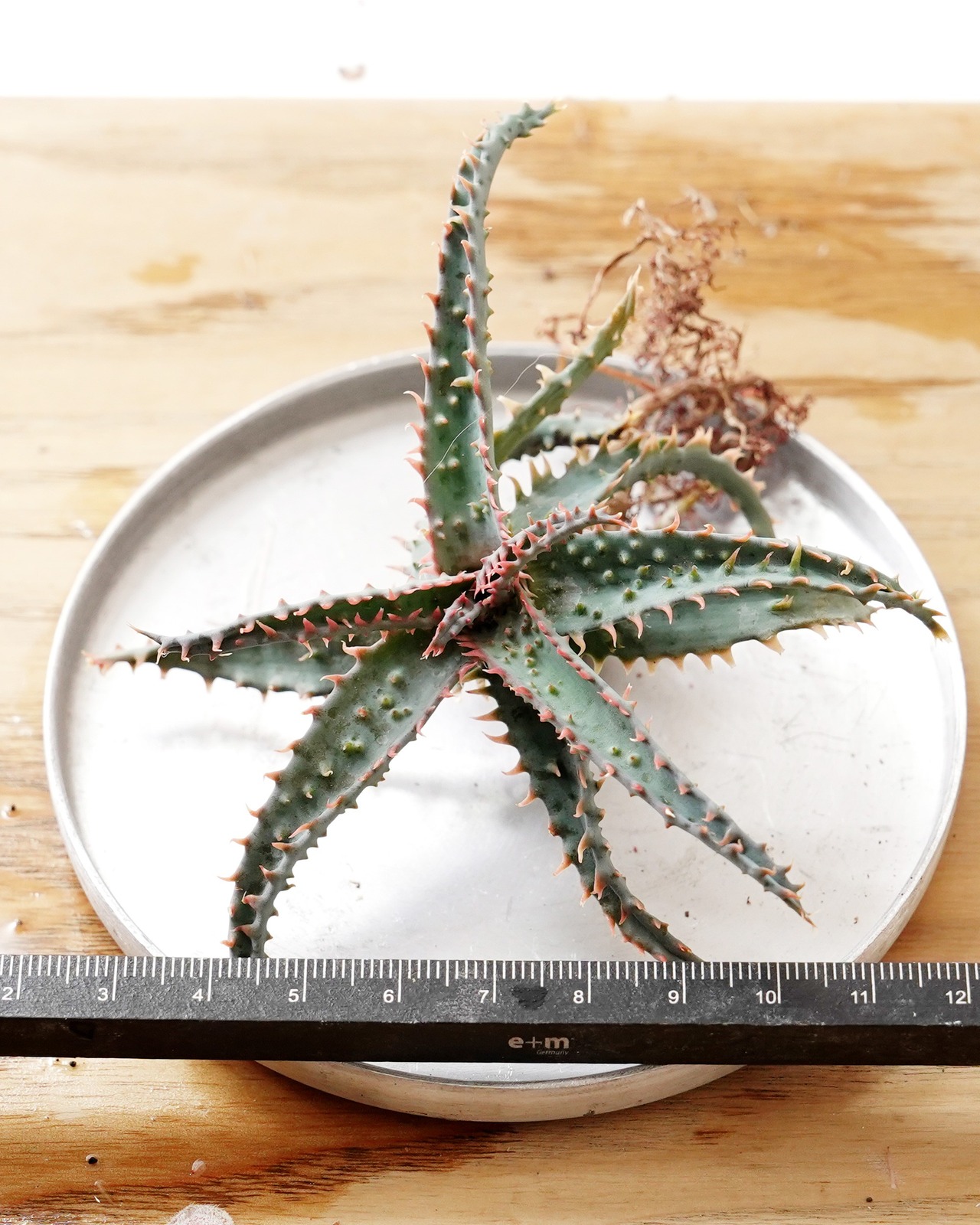 抜き苗 アロエ ワイリーコヨーテ Aloe 'Wily Coyotee'