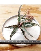 抜き苗 アロエ ワイリーコヨーテ Aloe 'Wily Coyotee'