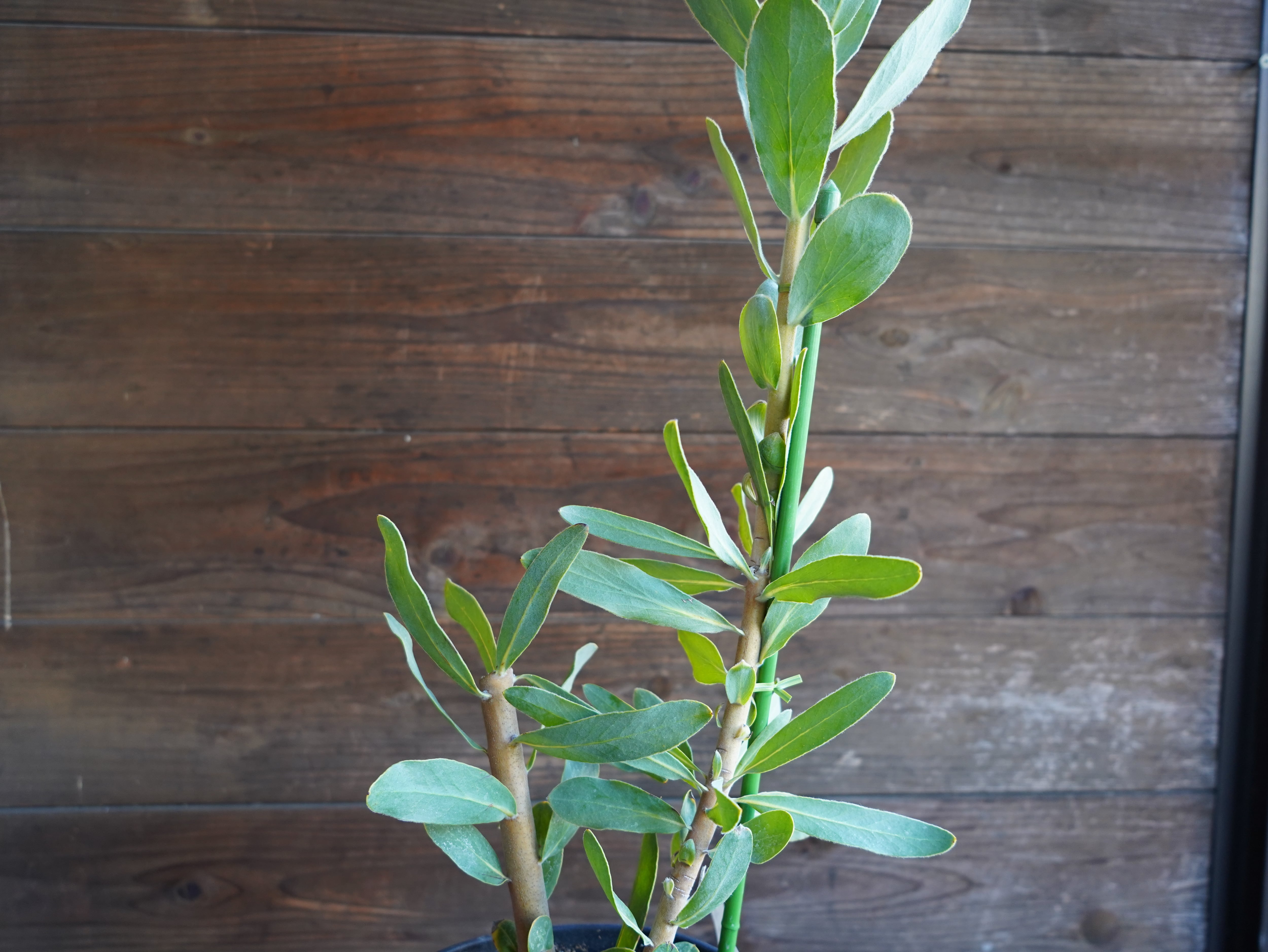 【現物】プロテア ”ステートリー”