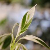 Banana Musa Ae Ae④ / ムサ アエアエ (斑入バナナ)│観葉植物