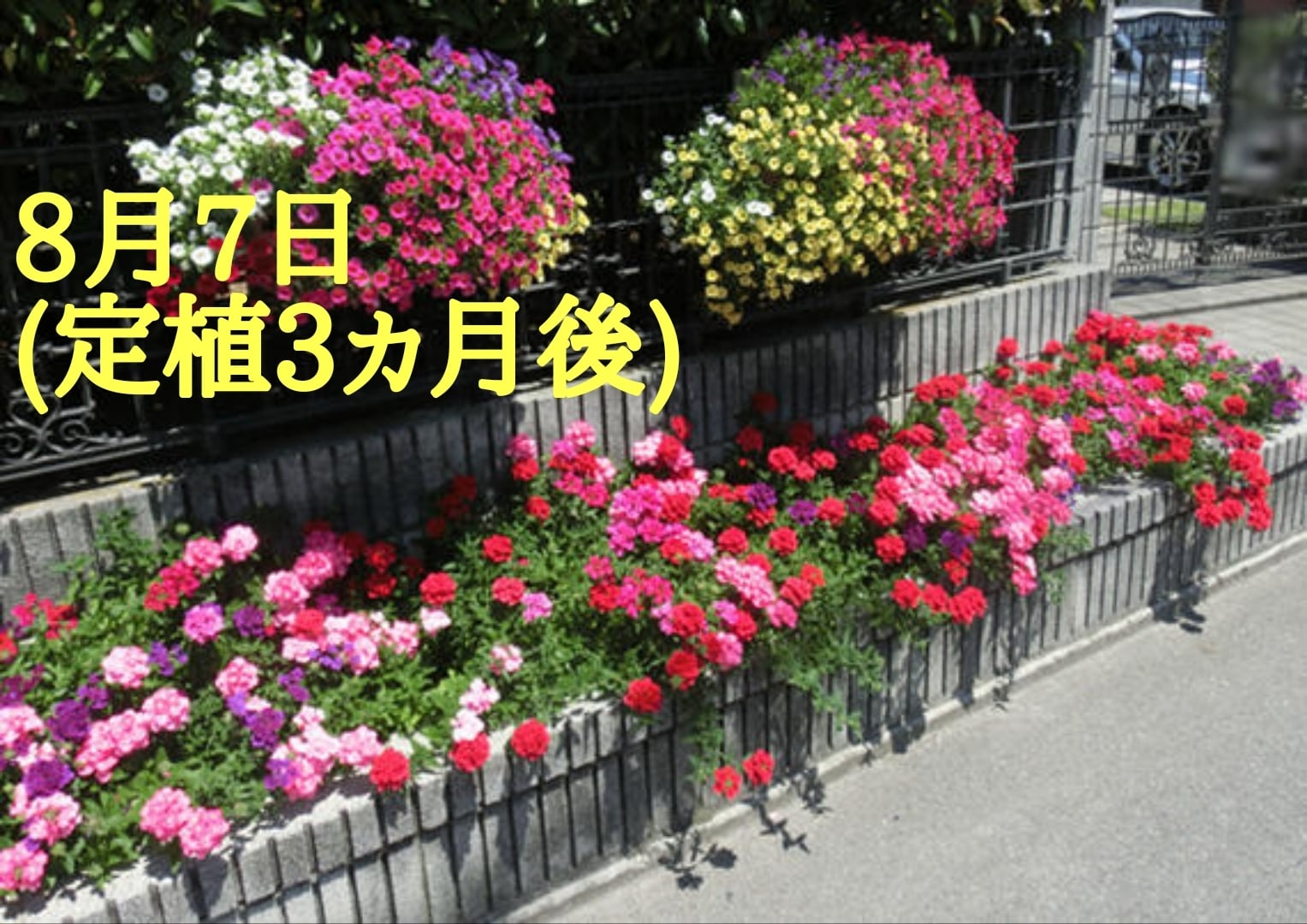 花手毬～絢（あや）～ むらさきしきぶ | 花のとびつか