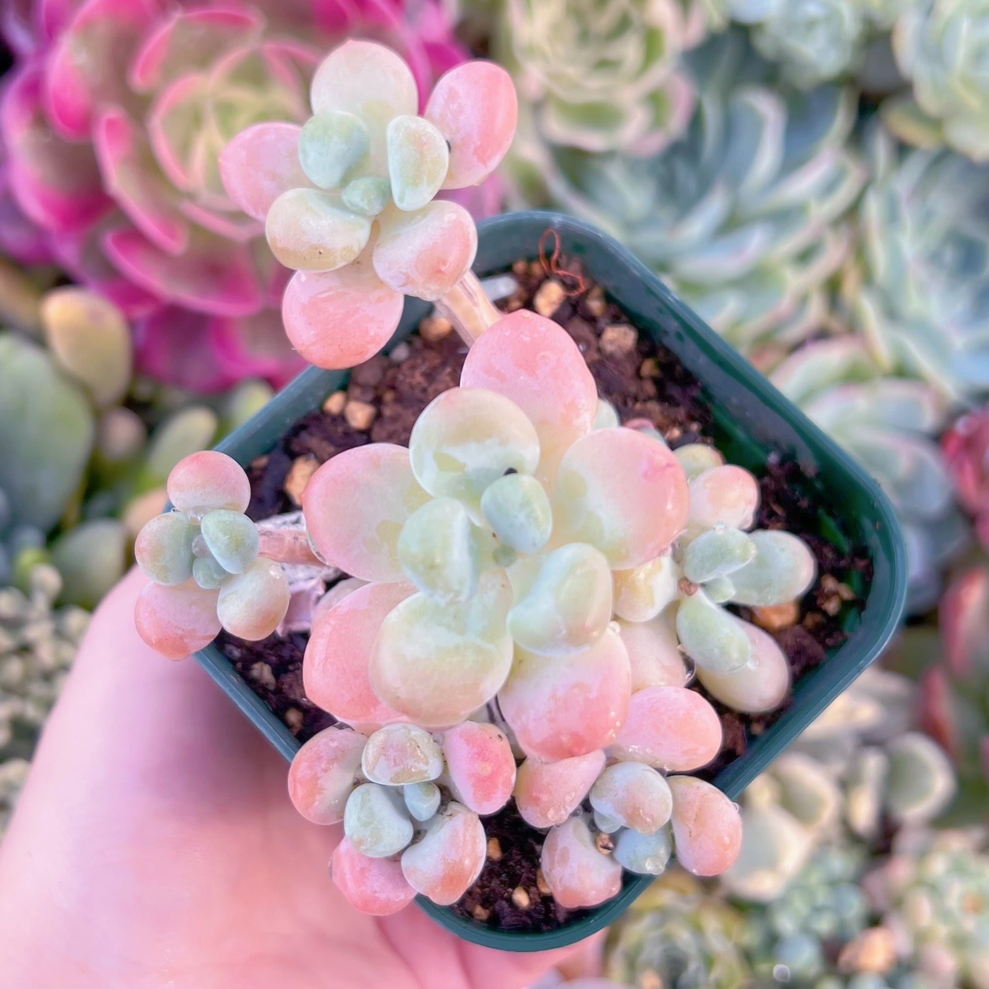 現品　マカロン#889　るる農園