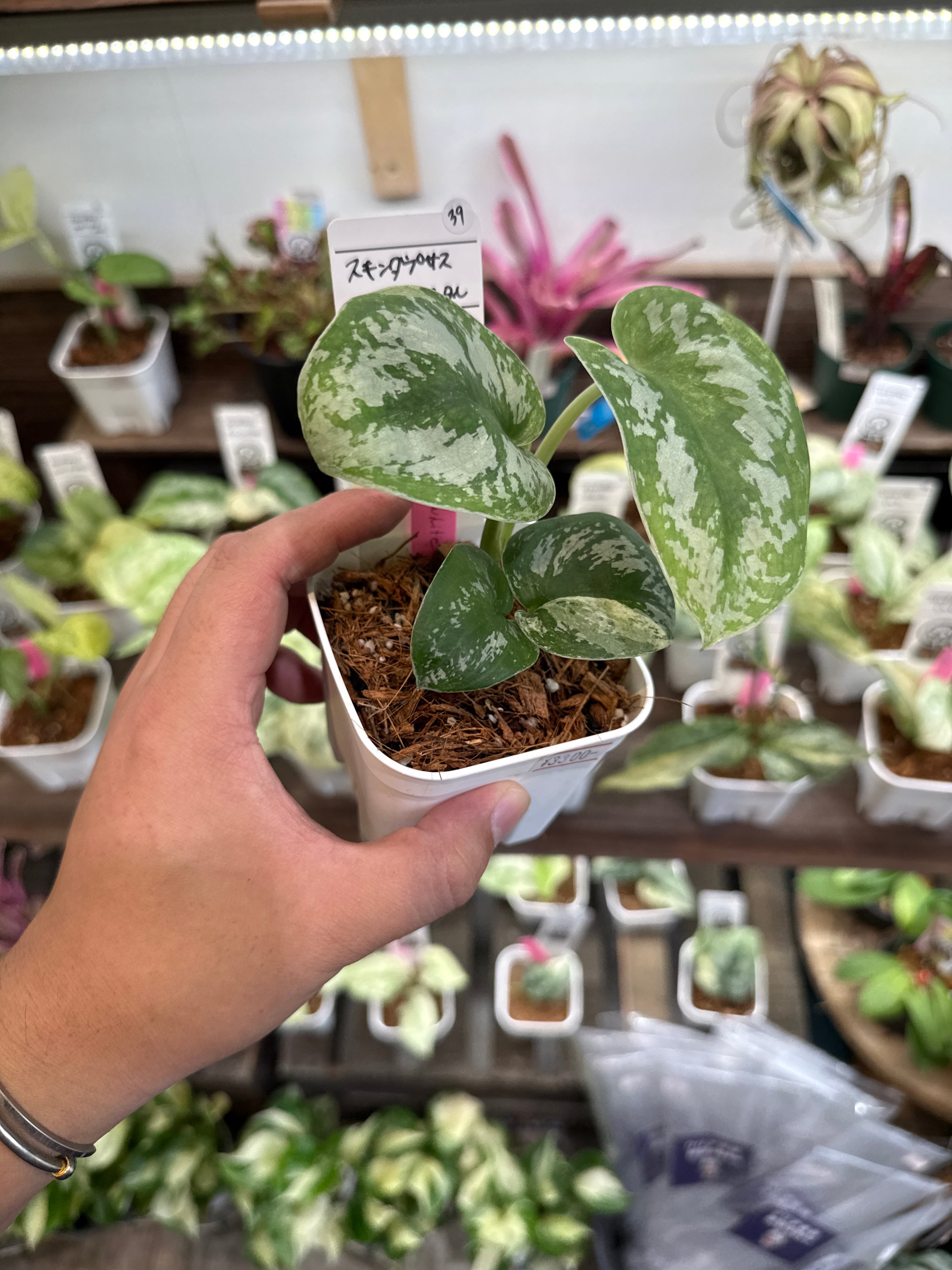 Gardenえん 【観葉熱帯植物】