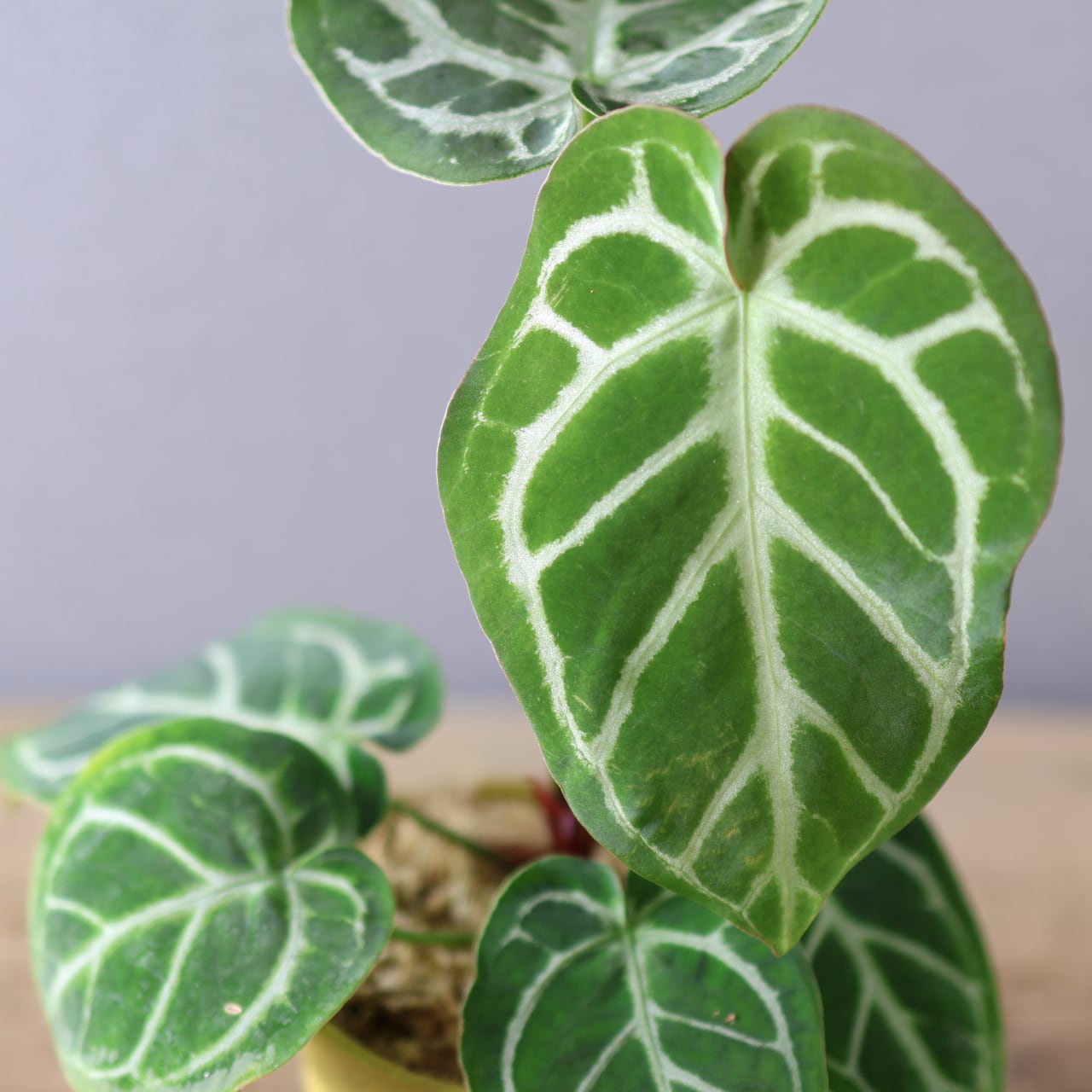 386 丸みと輝きが織りなす、唯一無二のアンスリウム『アンスリウム