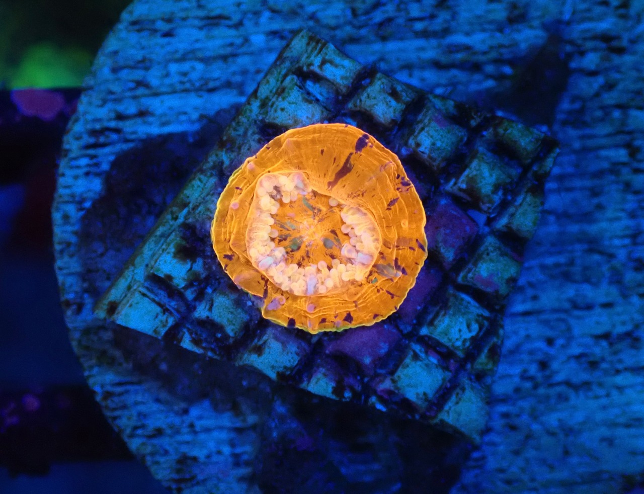 Scolymia Baby "WarPaint" 1