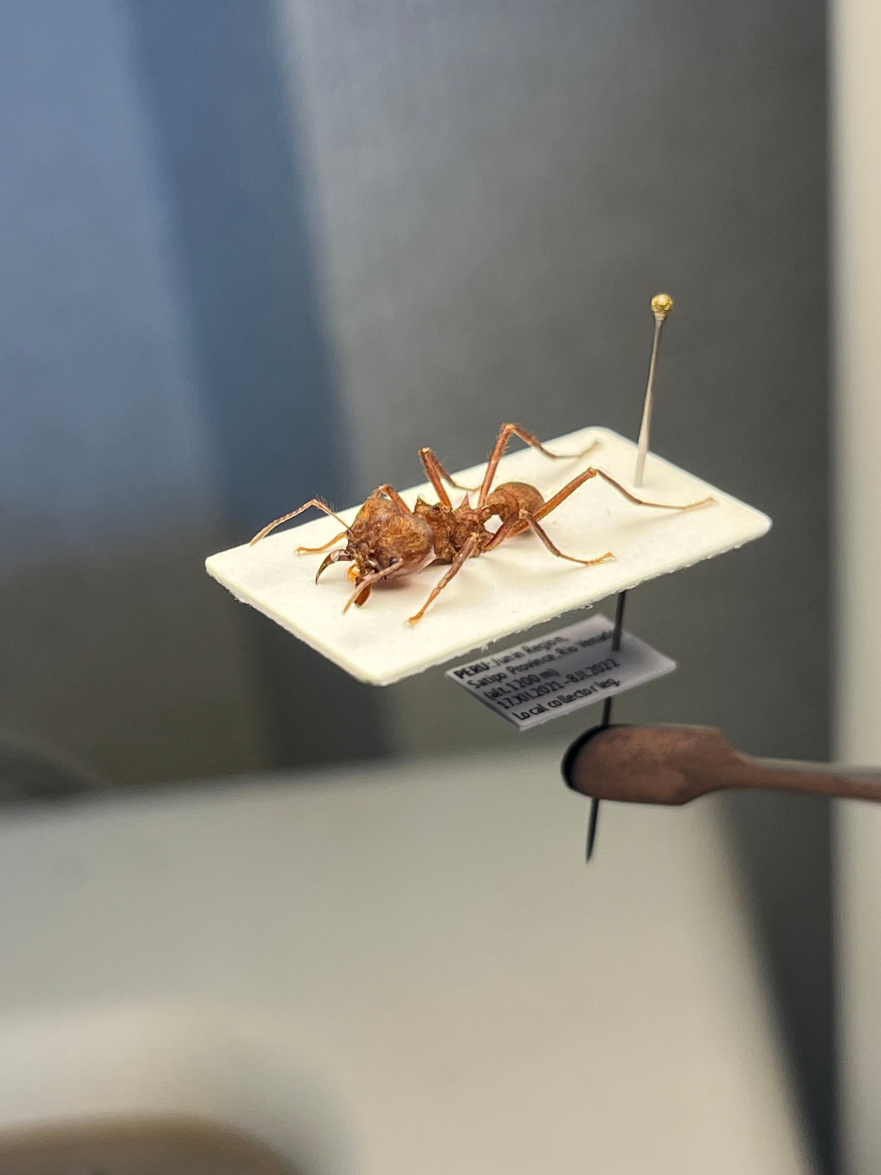 9mm】グンタイアリ 標本 パラポネラ ソルジャーアントEciton sp