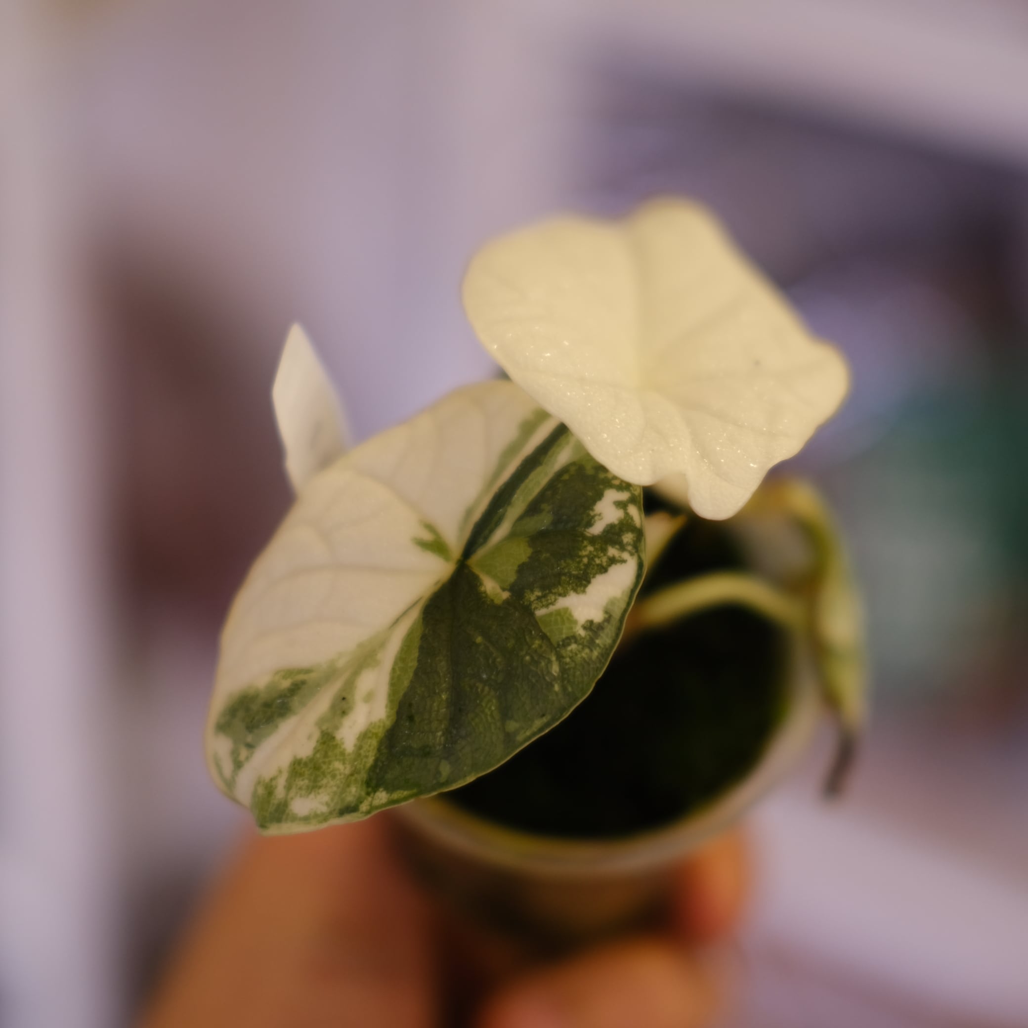 決まりました。　アンスリウムアロー　アロカシア Alocasia Melo　着生ラン Alocasia Melo Albo Variegata