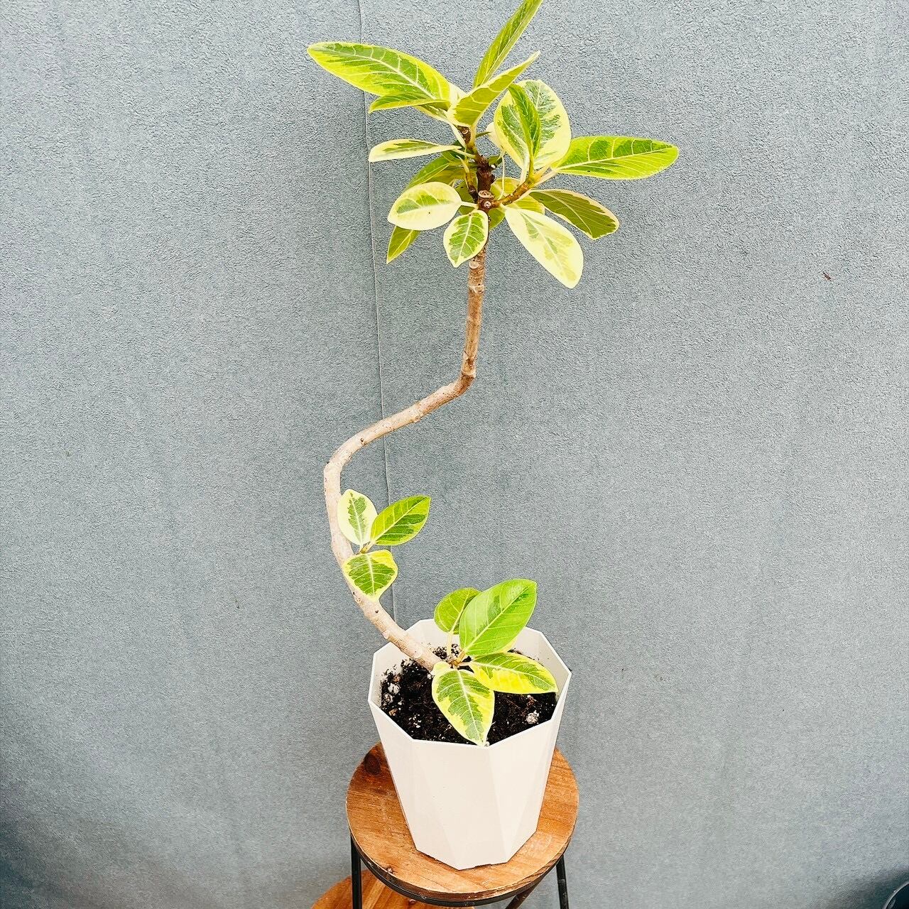 ［現品］【希少】30番　パキラ　斑入り　実生　5号　観葉植物　室内　レア 現品］【希少】30番 パキラ 斑入り 実生 5号 観葉植物 室内 レア