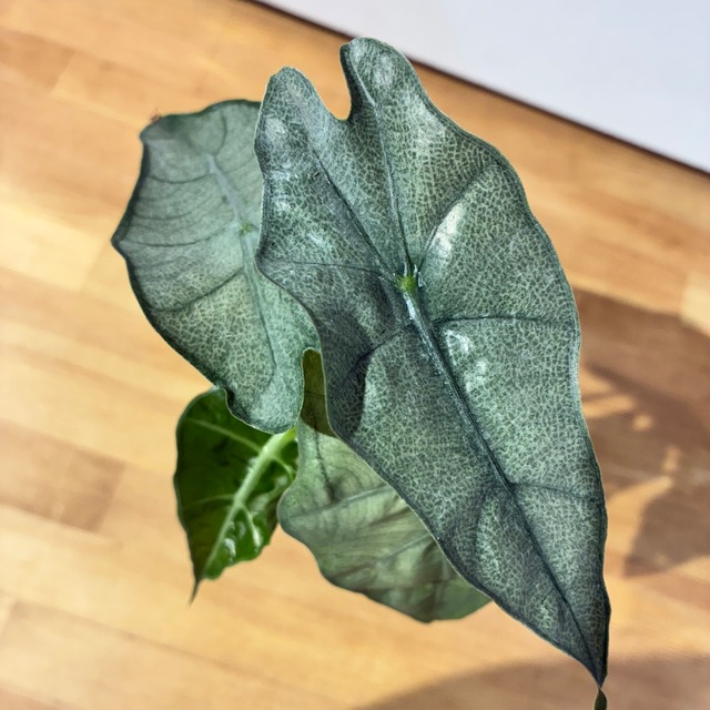 Alocasia Polly Mint Pink Variegated アロカシア ポリーミント＆ピンク斑入り2寸