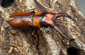 《トカラノコギリクワガタ ホワイトアイ ♀単+おまけB品♂》