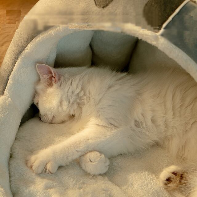 猫小屋・四季利用可・Sサイズ（送料無料） | littleone