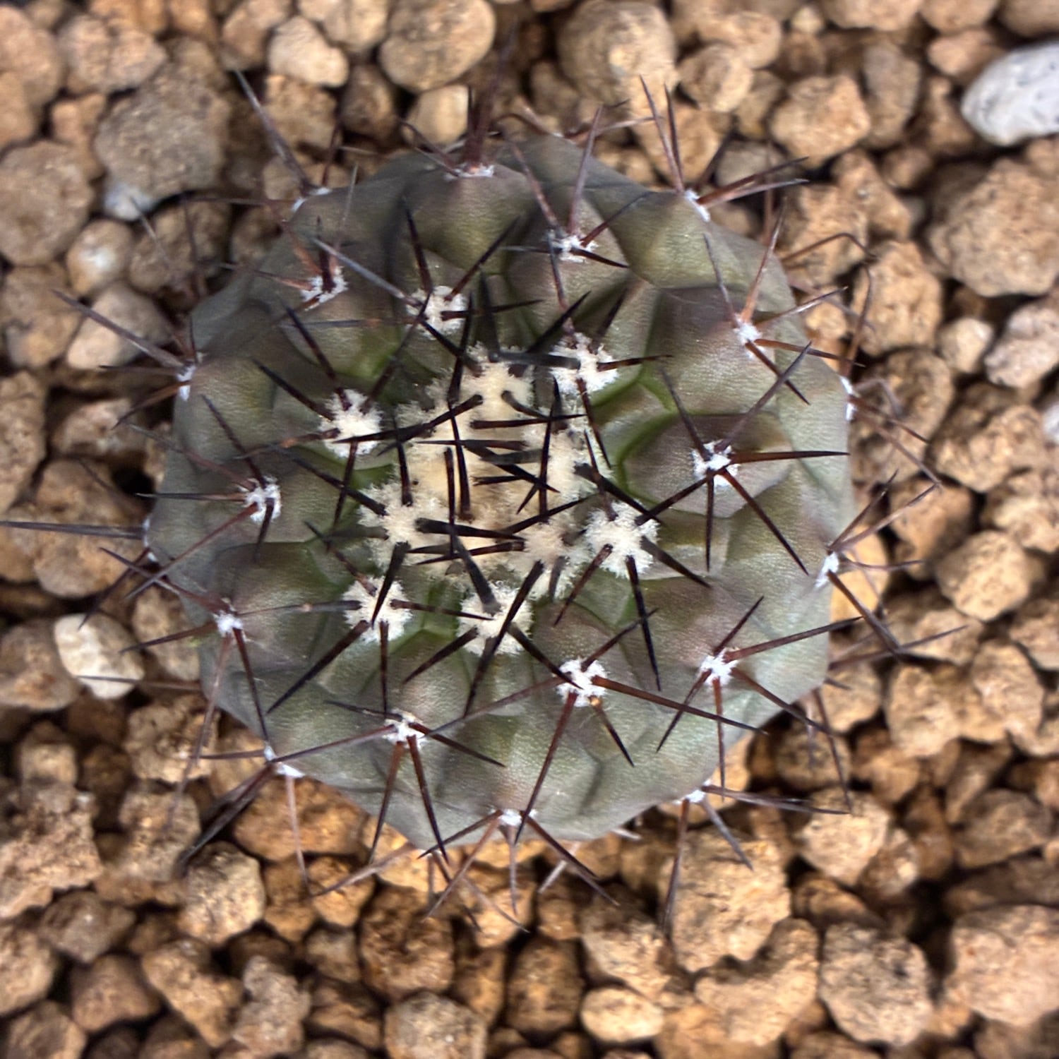 Copiapoa】サボテン コピアポア コルムナアルバ 孤竜丸 実生【697