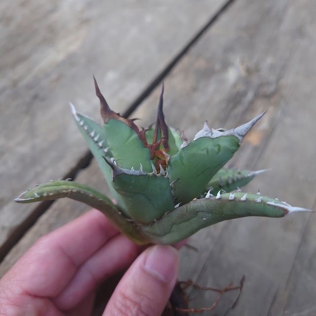 no.2 アガベ ブルーグロウ agave blue grow 【発根済】