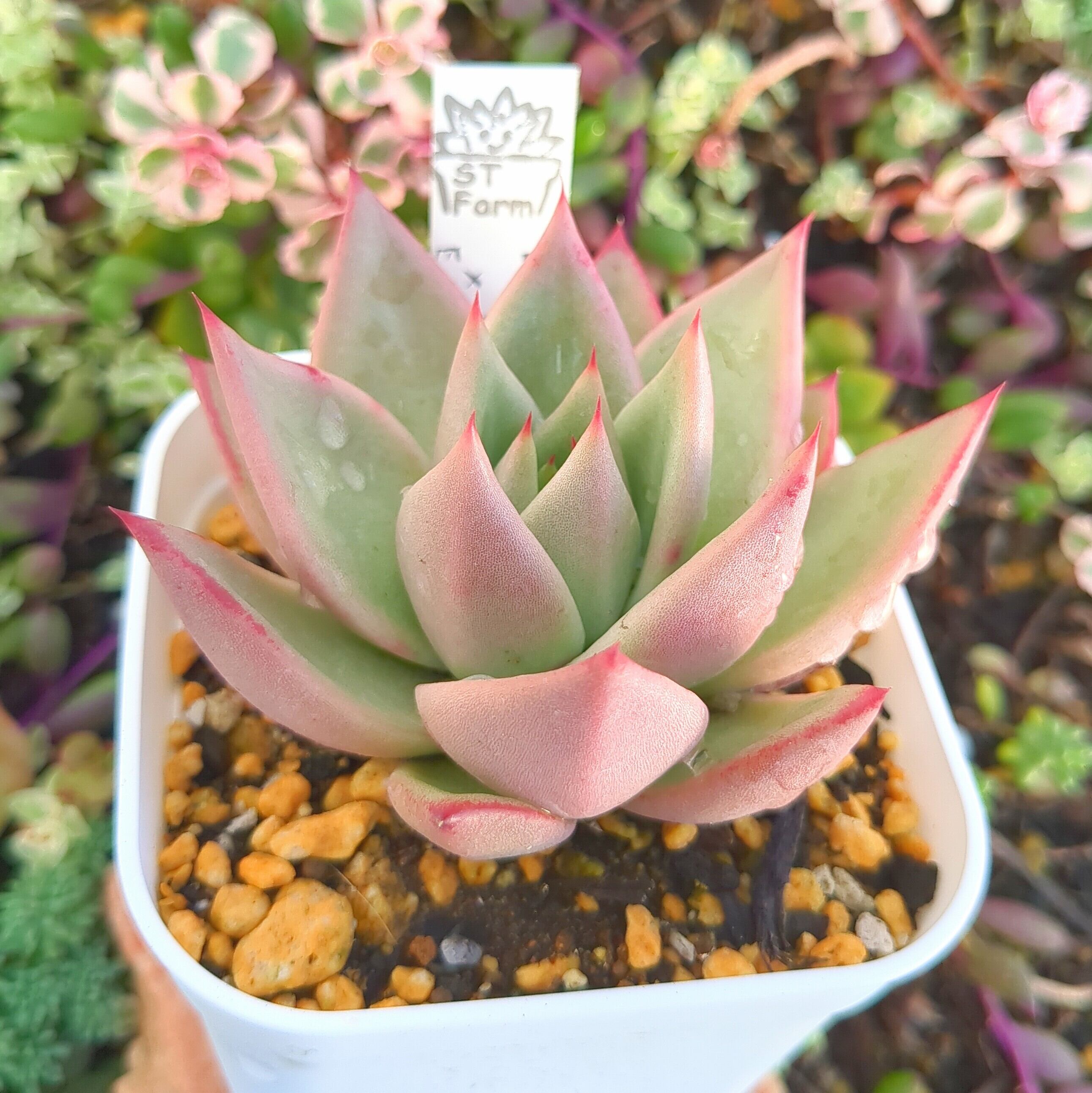 韓国苗 多肉植物 エケベリア 色の組み合わせ 100苗入り 4cm