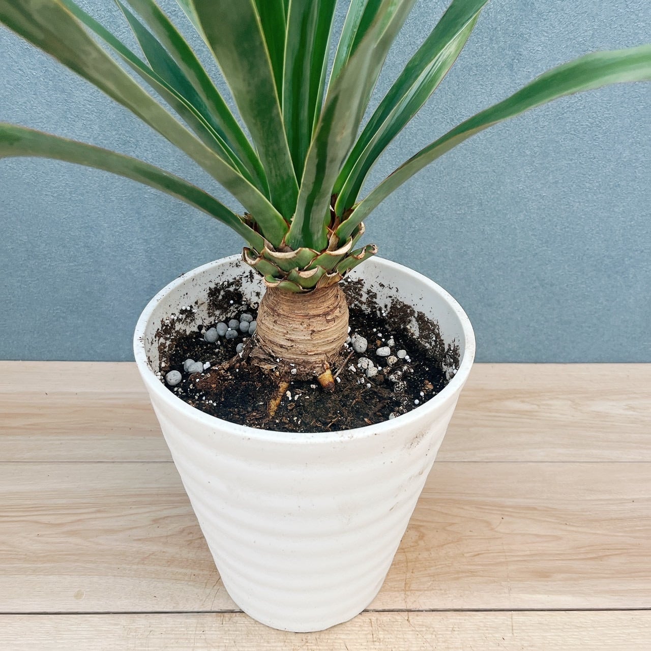 現品］【希少】17番 ドラセナ ドラコ 竜血樹 8号 観葉植物 レア 室内