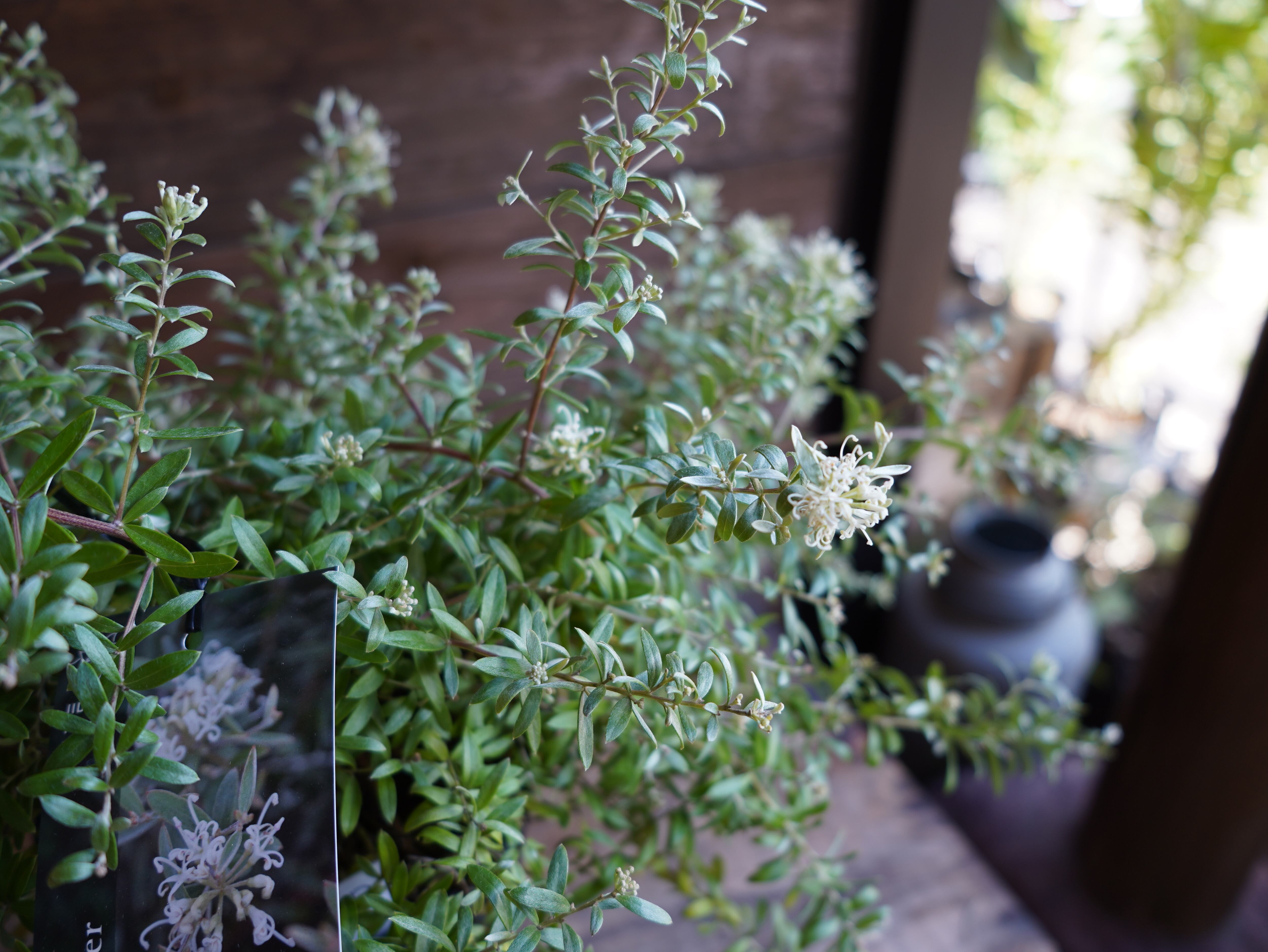 【現物】グレビレア ”コースタルスパイダー” B