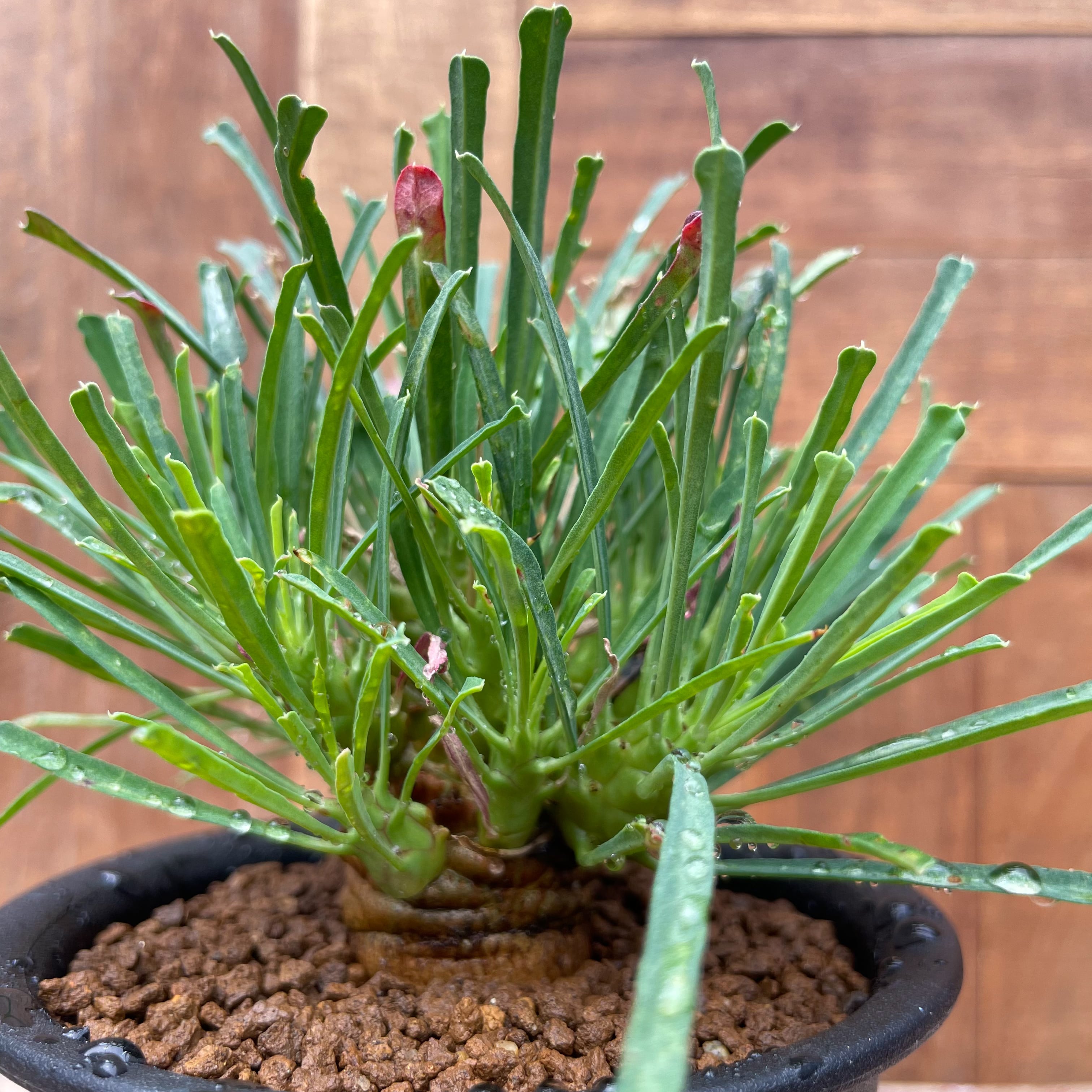 Euphorbia multifolia【ユーフォルビア・ムルチフォリア】 | RIMO'S
