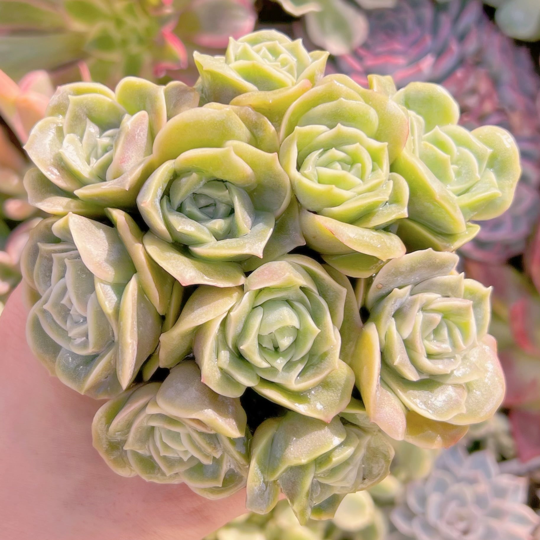 現品　ラブリーローズ#653   古株　るる農園