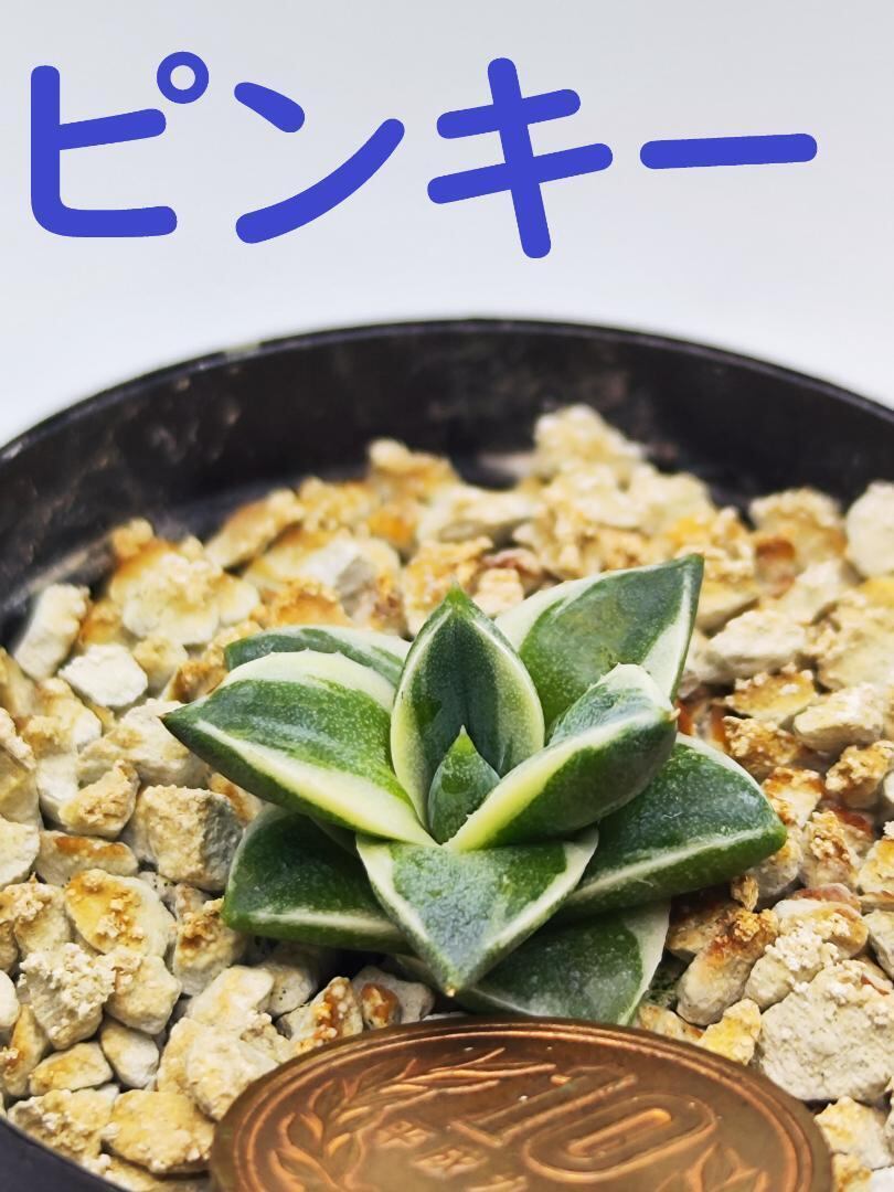 ★育成株★　王妃笹の雪A型　白覆輪　ピンキー　アガベ② アガベ 王妃笹の雪 A型 白覆輪斑 ピンキー / Agave filifera var. co